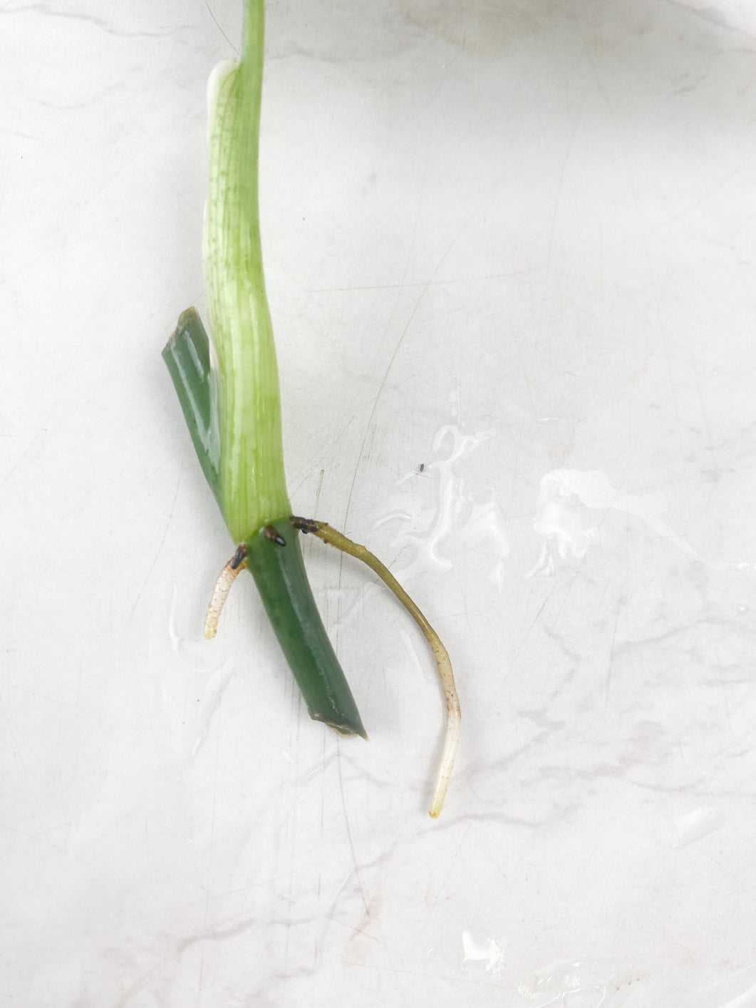 Philodendron Melanochrysum  variegated node