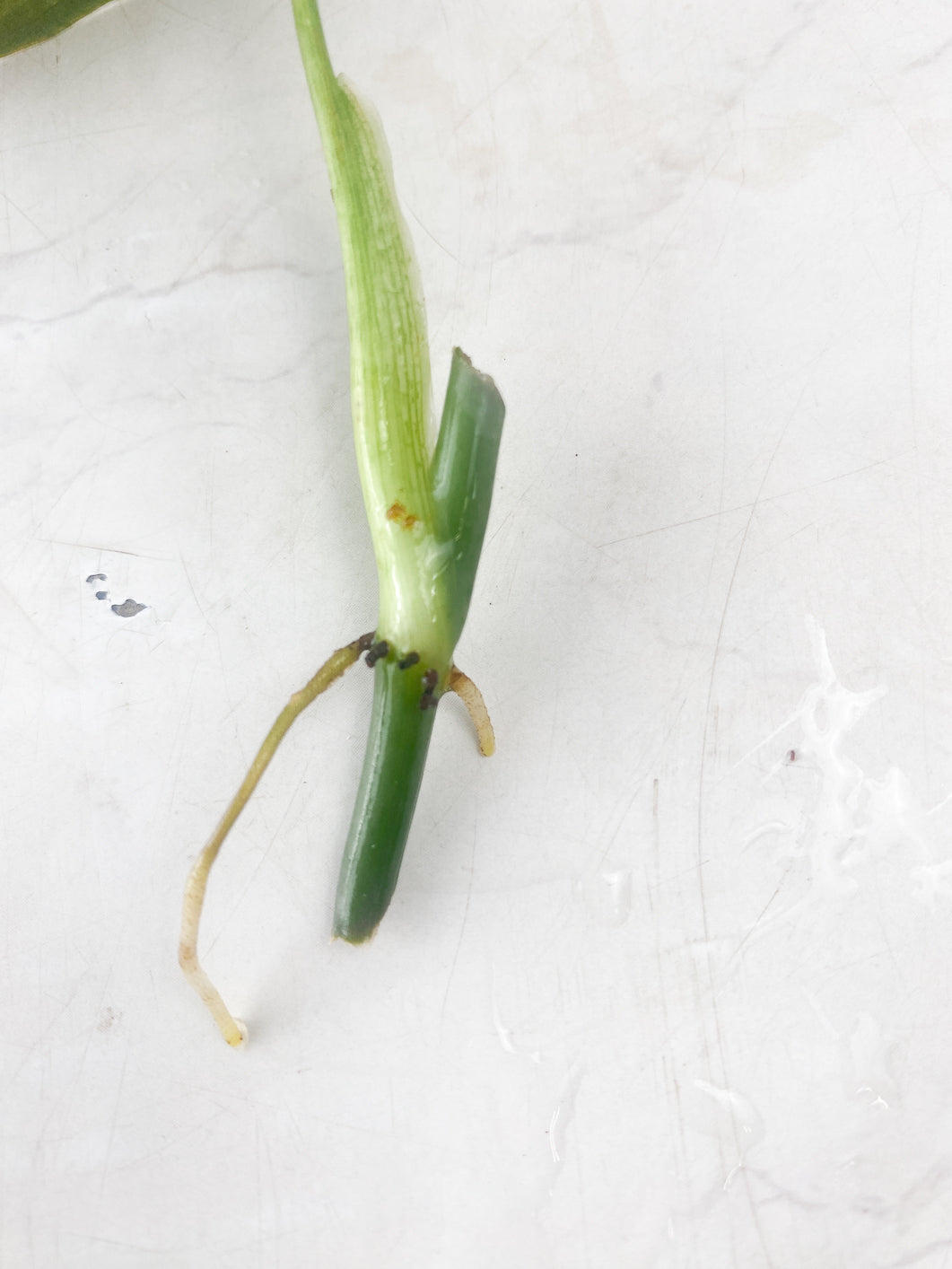 Philodendron Melanochrysum  variegated node