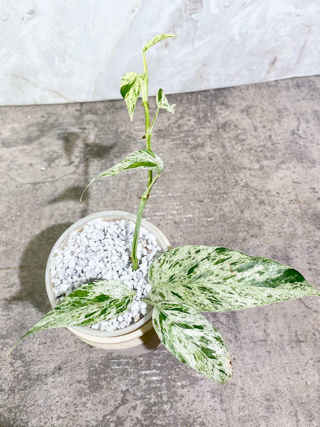 Growers Choice: Epipremnum Pinnatum Marble slightly rooted full plant