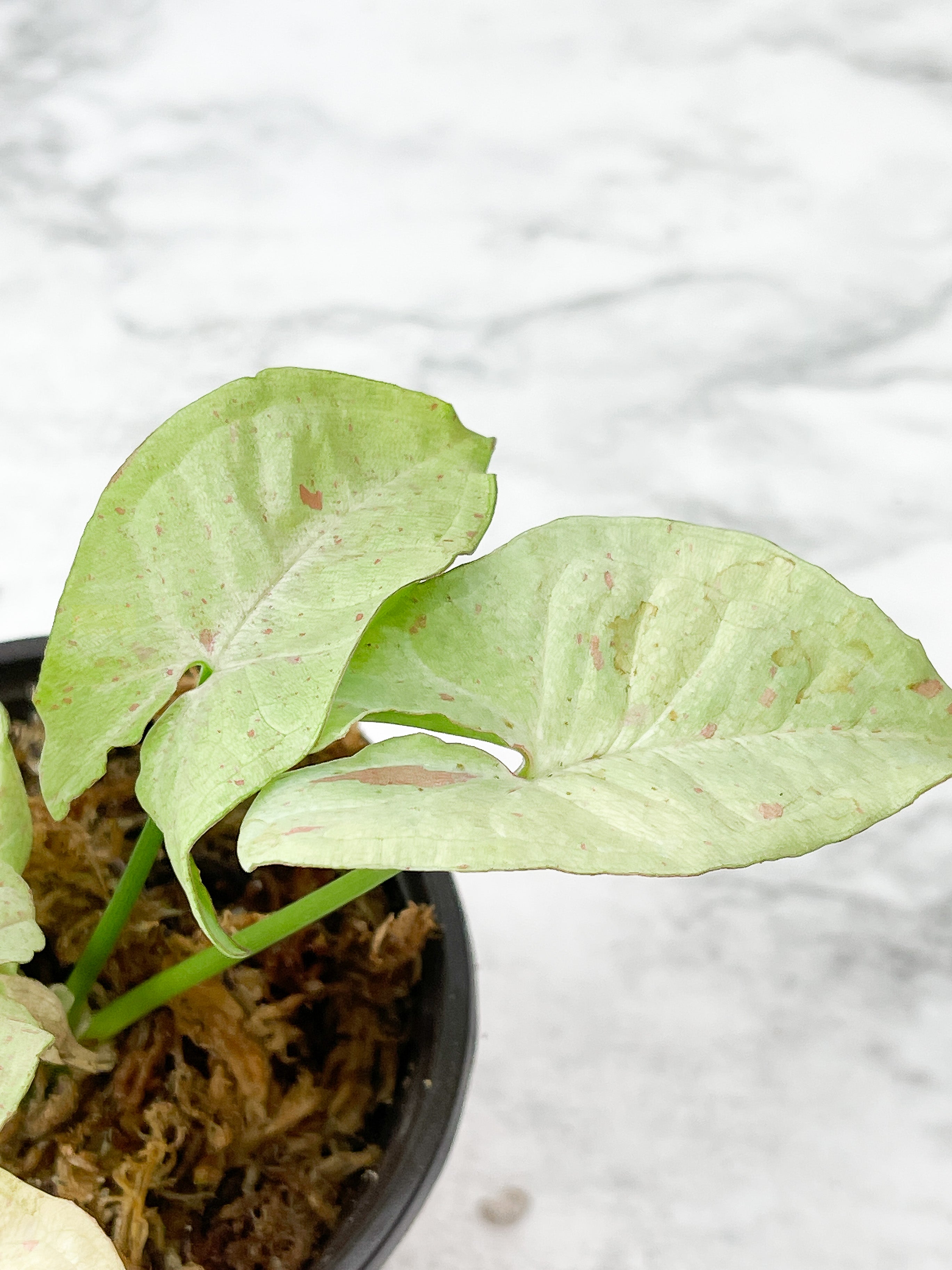 Syngonium Milk Confetti Rooted