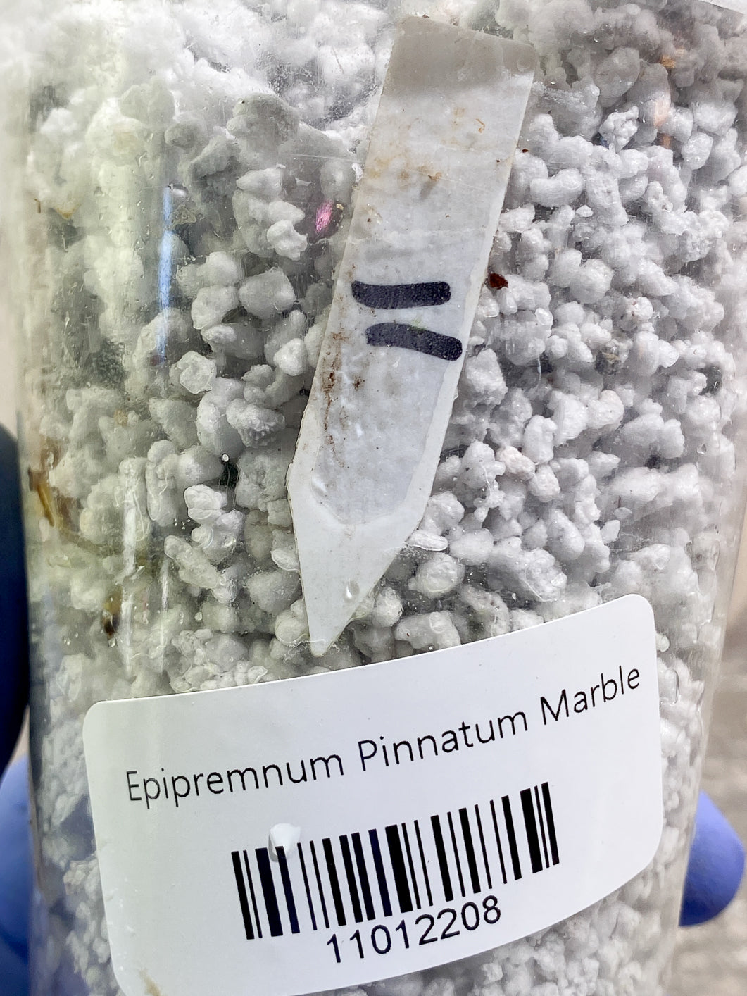 Growers Choice: Epipremnum Pinnatum Marble slightly rooted full plant