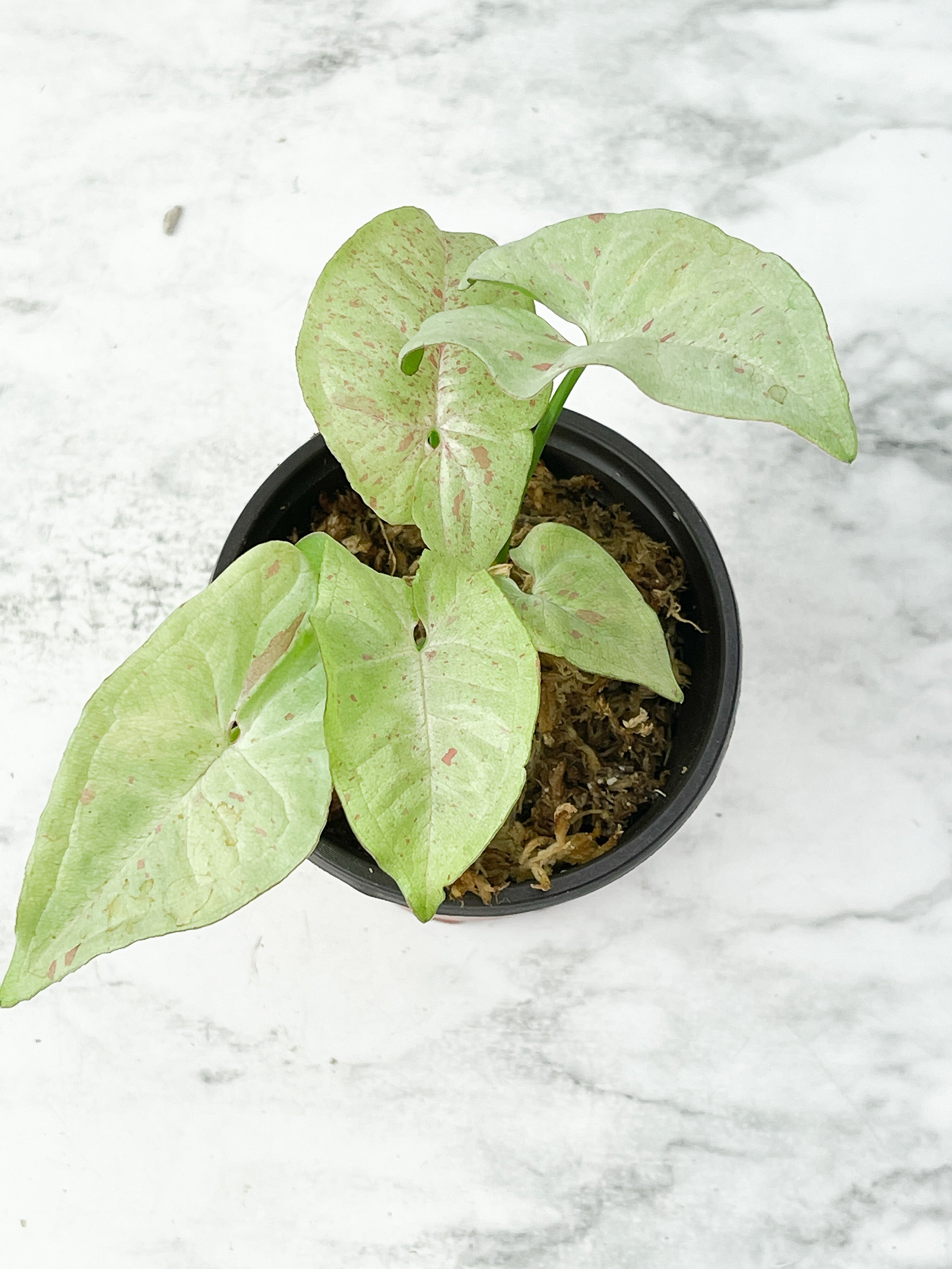 Syngonium Milk Confetti Rooted