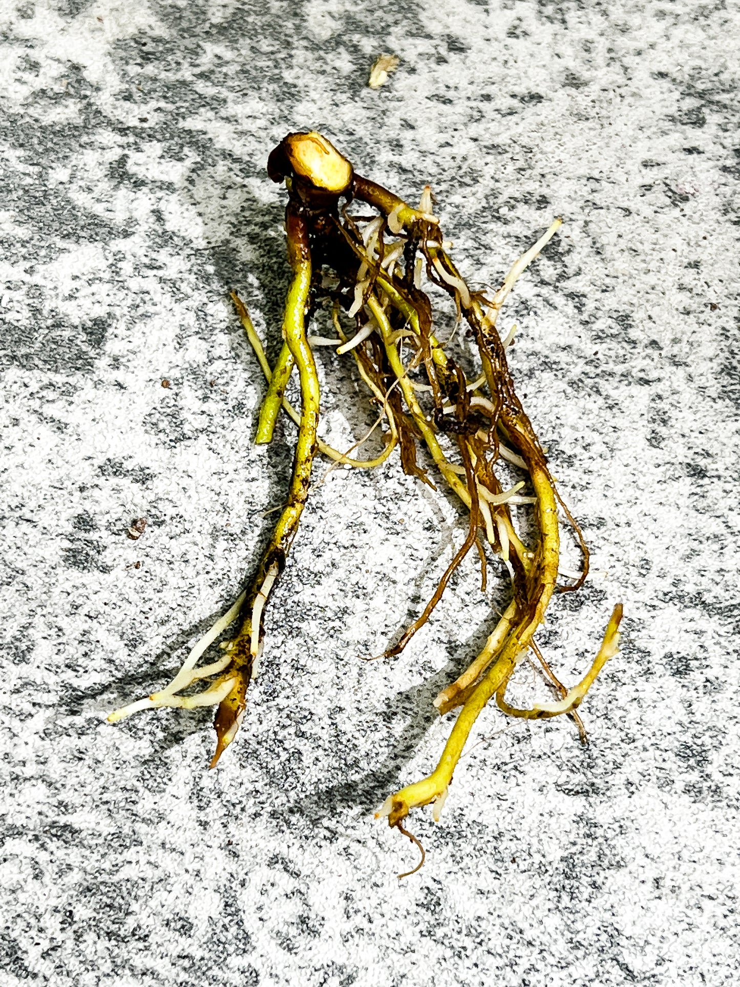 philodendron billietiae node rooted