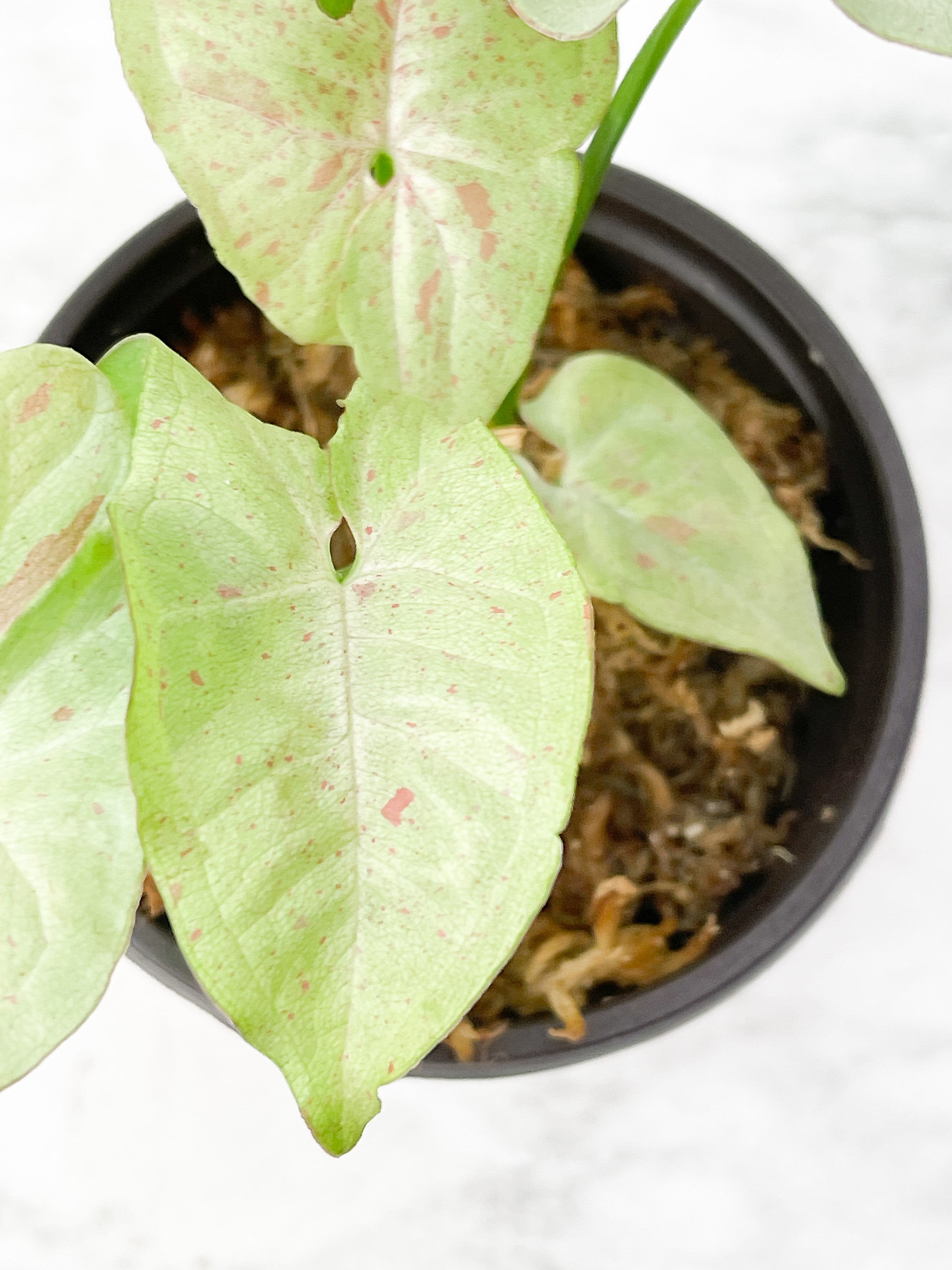 Syngonium Milk Confetti Rooted