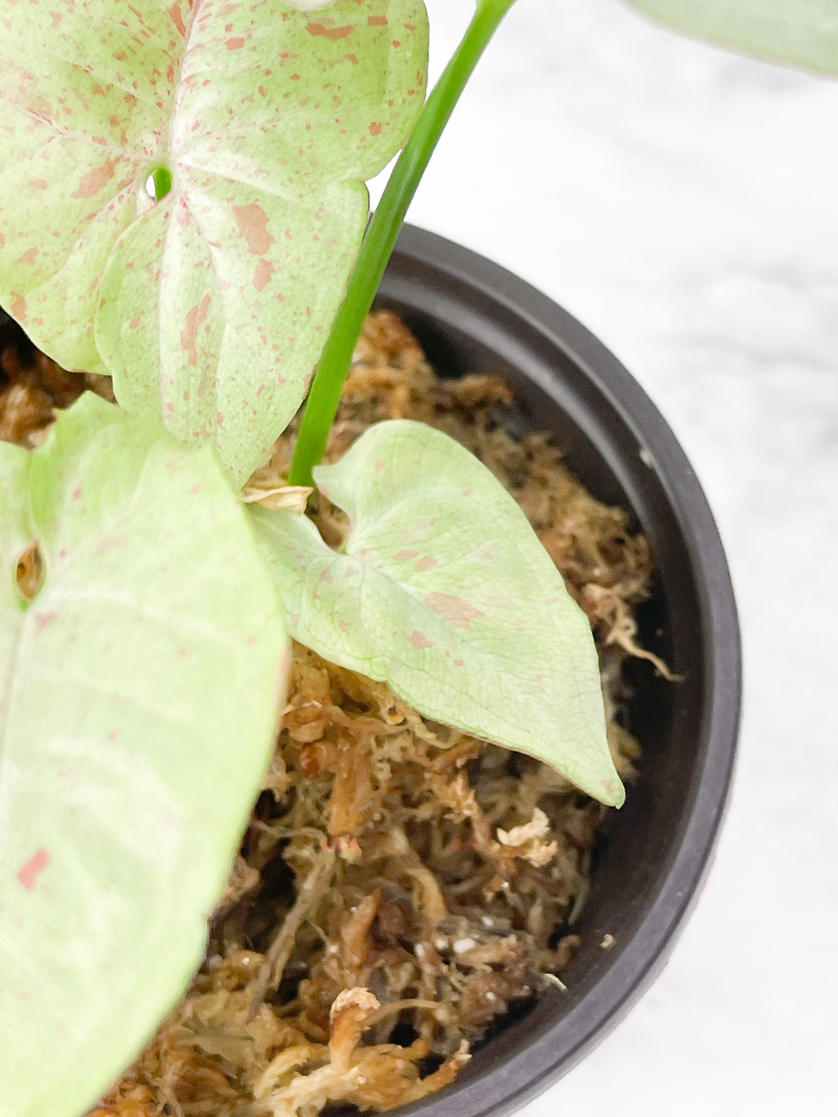 Syngonium Milk Confetti Rooted