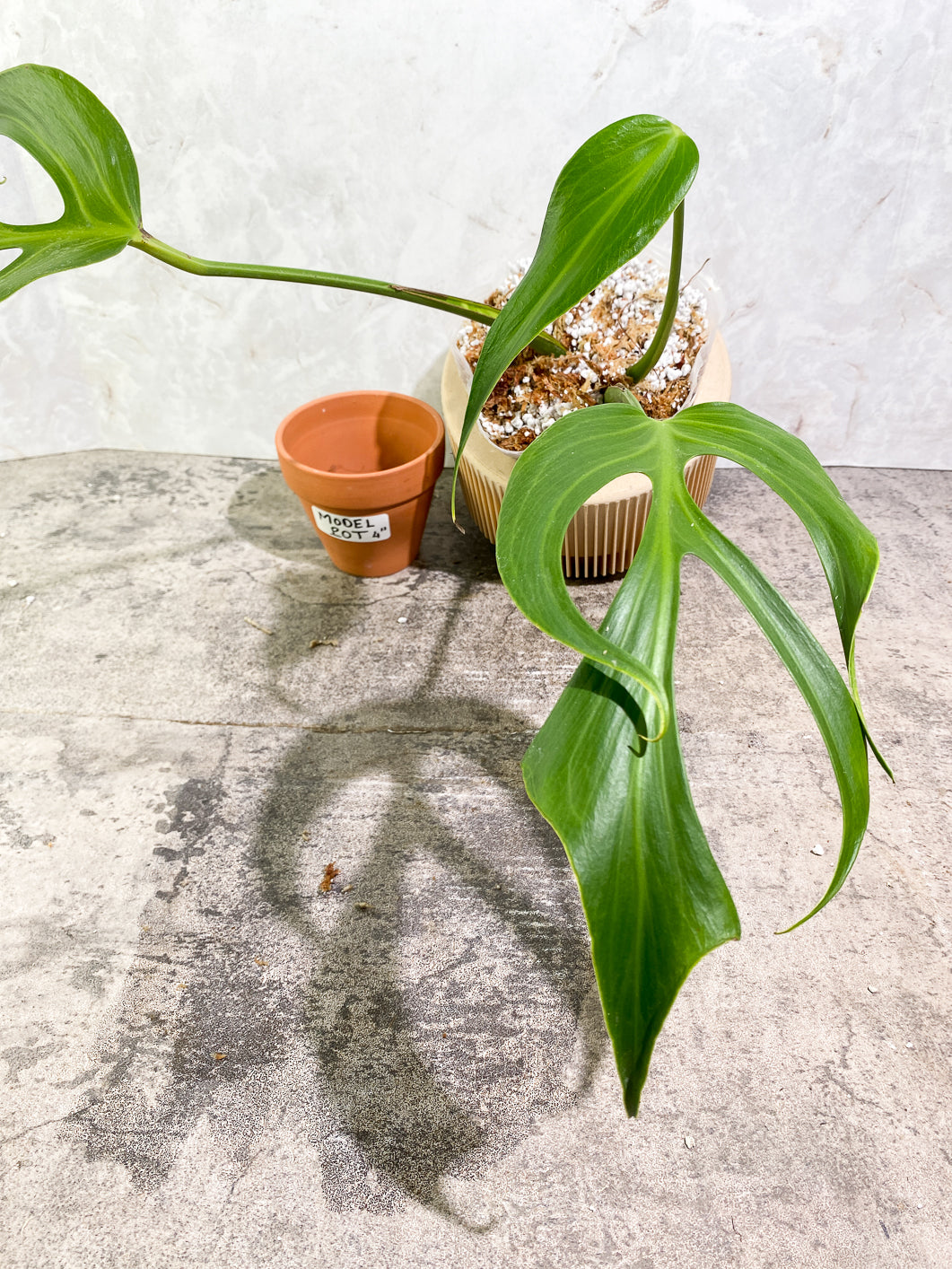 Monstera Burle Marx Flame 3 leaves slightly rooted in moss