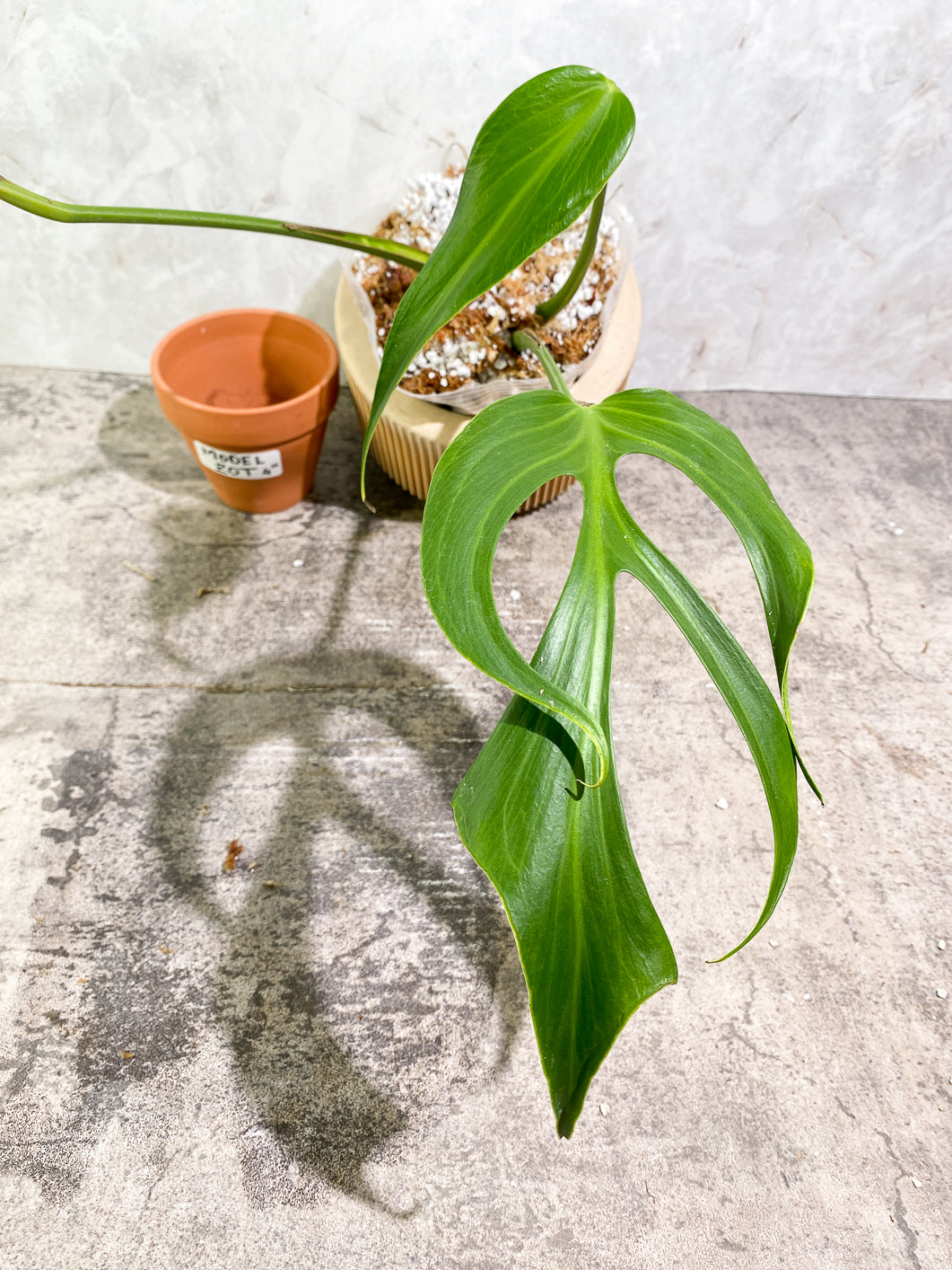 Monstera Burle Marx Flame 3 leaves slightly rooted in moss