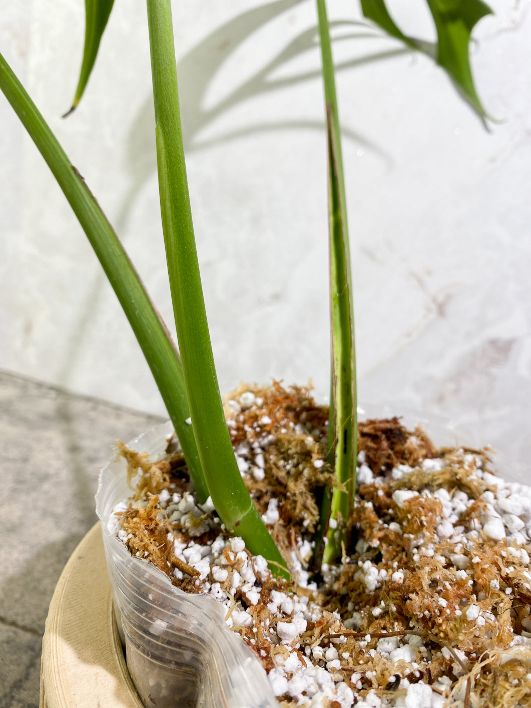 Monstera Burle Marx Flame 3 leaves slightly rooted in moss
