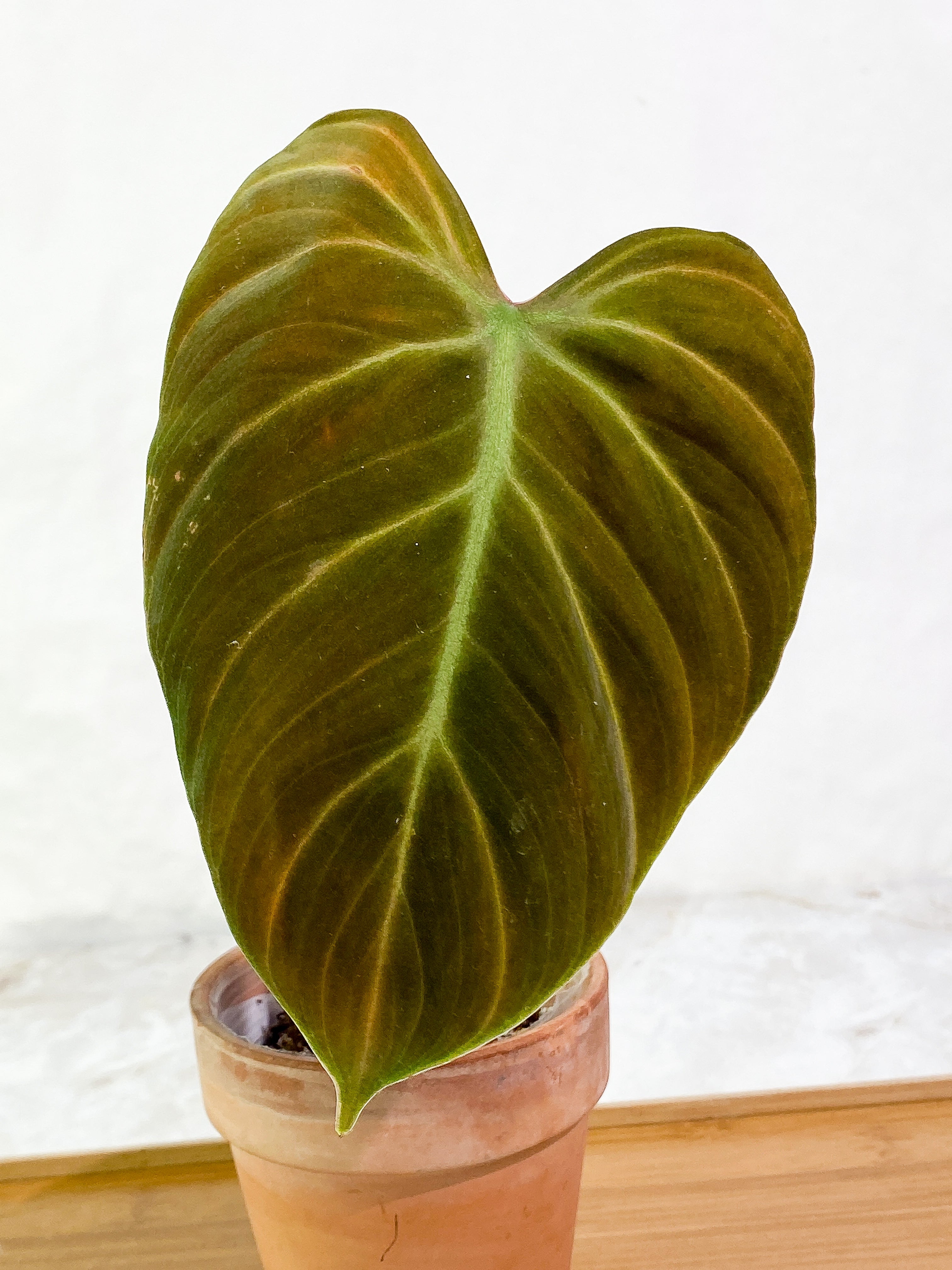 Philodendron El Choco Red 2 leaves 1 sprout slightly rooted