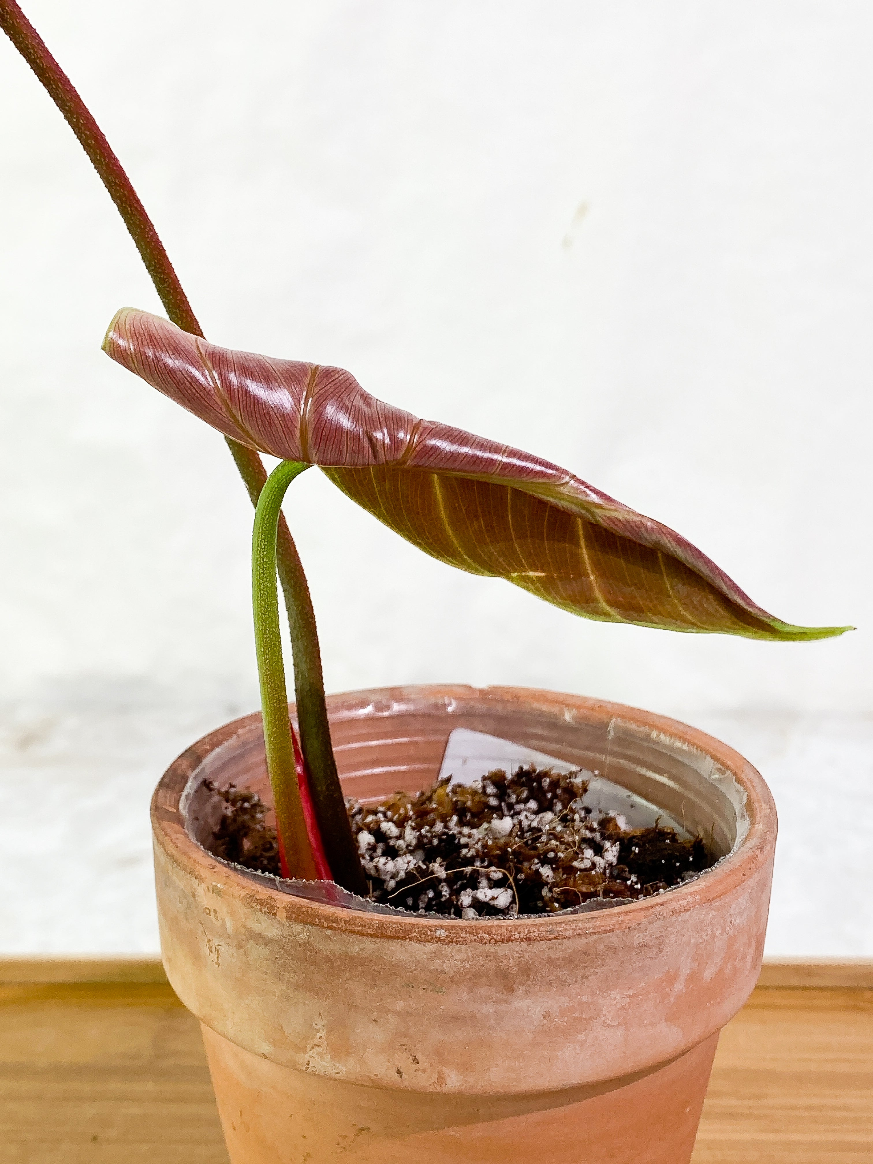 Philodendron El Choco Red 2 leaves 1 sprout slightly rooted