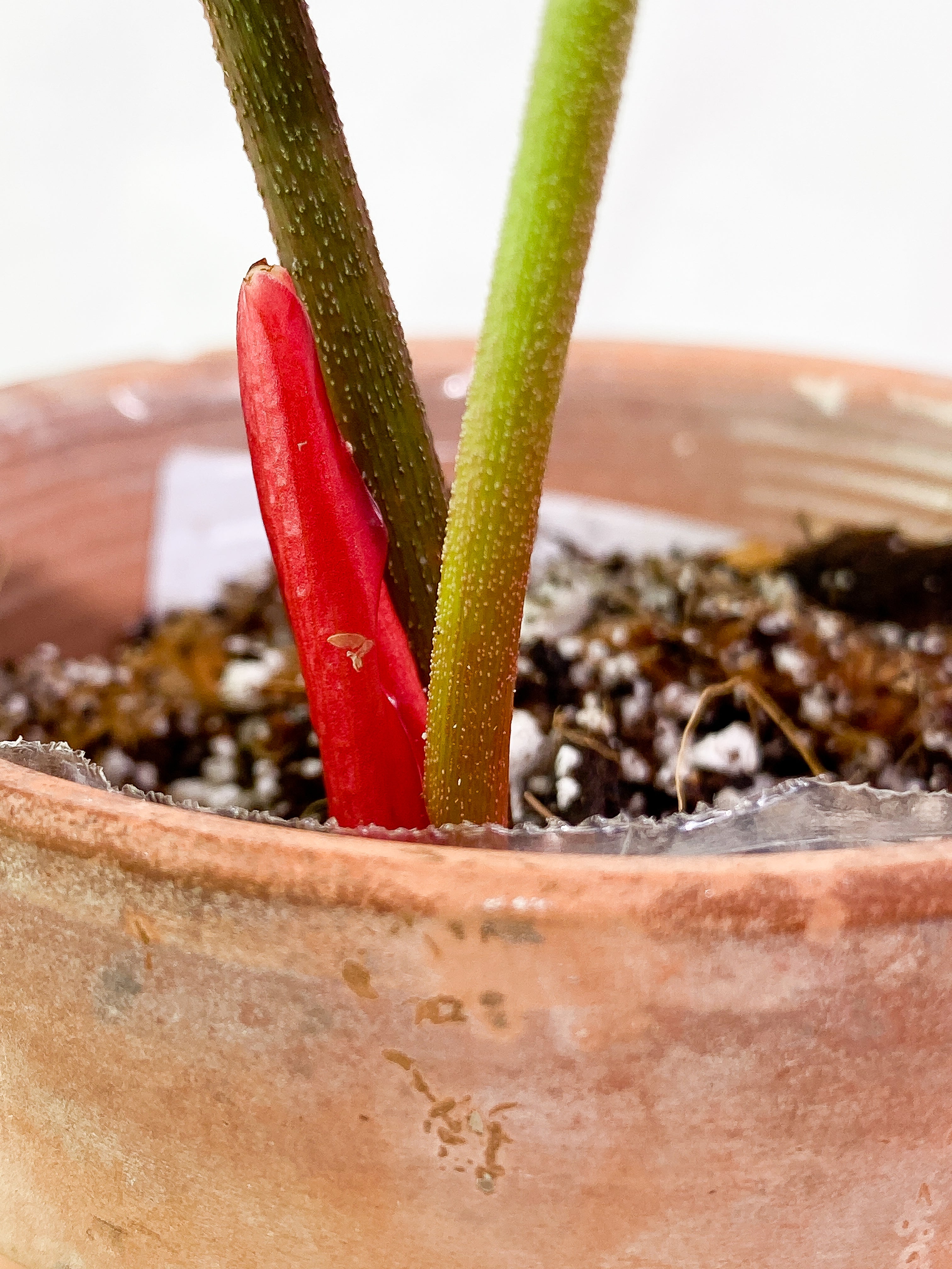 Philodendron El Choco Red 2 leaves 1 sprout slightly rooted