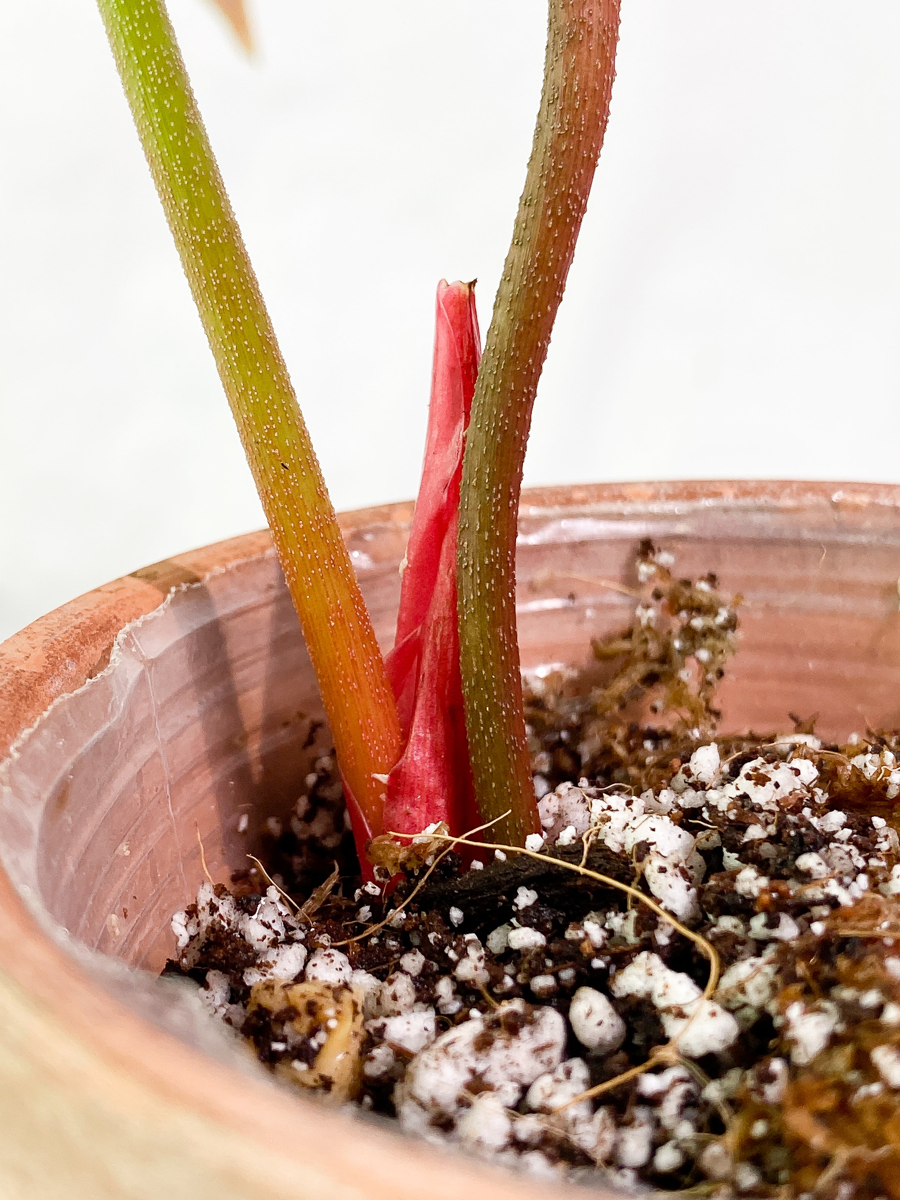 Philodendron El Choco Red 2 leaves 1 sprout slightly rooted