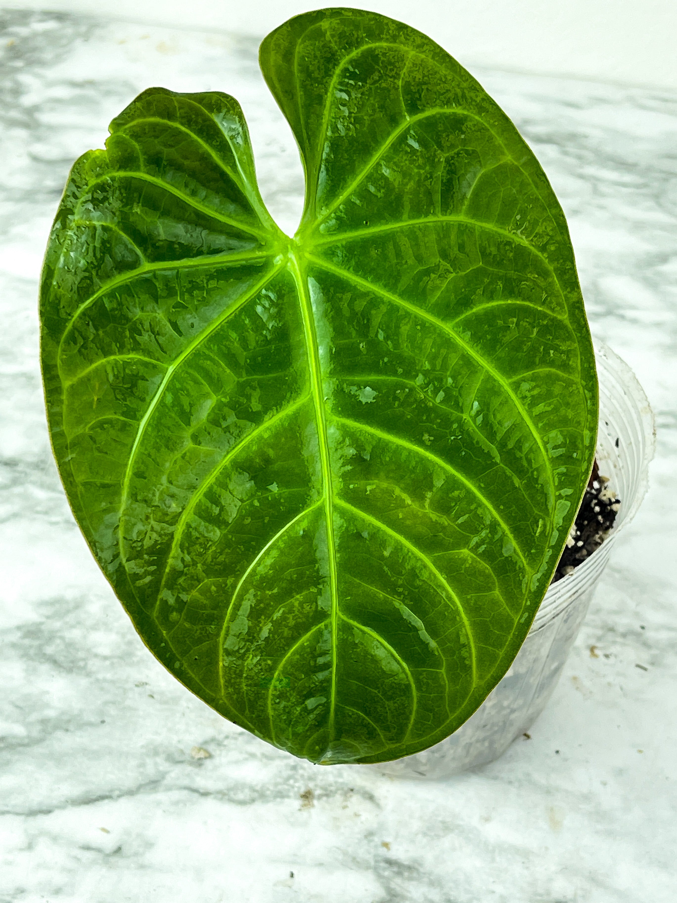 Anthurium Magnifium Rooted 2 leaves  (1 is on the way to unfurl)
