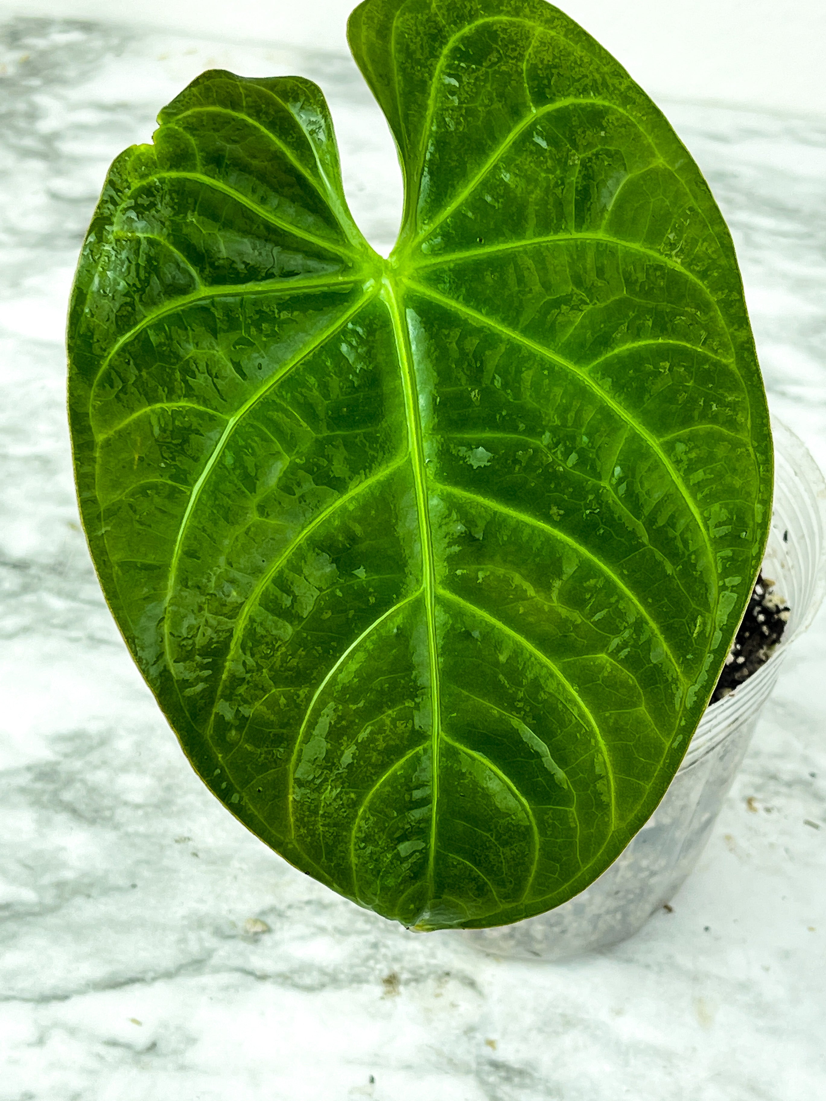 Anthurium Magnifium Rooted 2 leaves  (1 is on the way to unfurl)