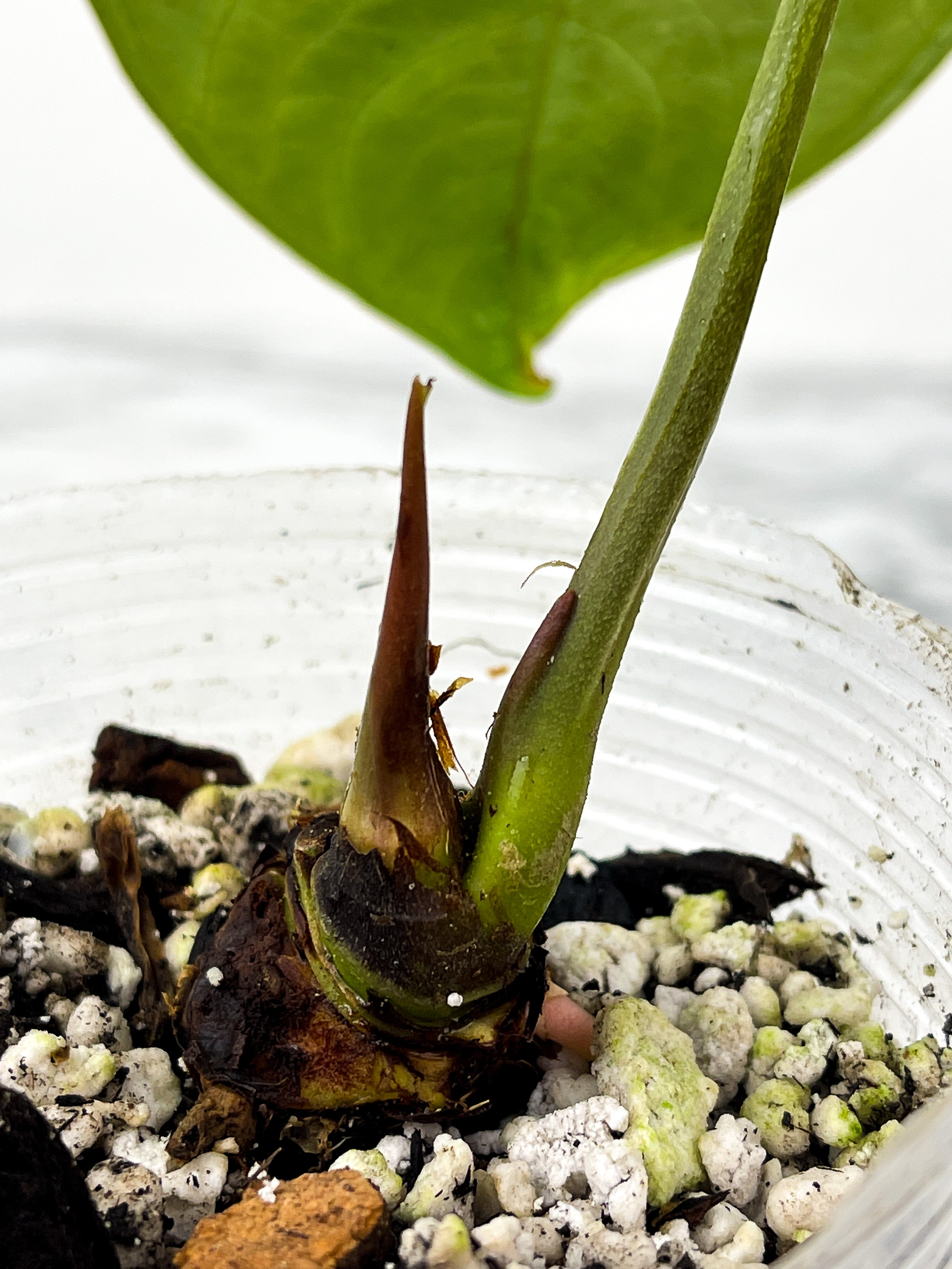 Anthurium Magnifium Rooted 2 leaves  (1 is on the way to unfurl)