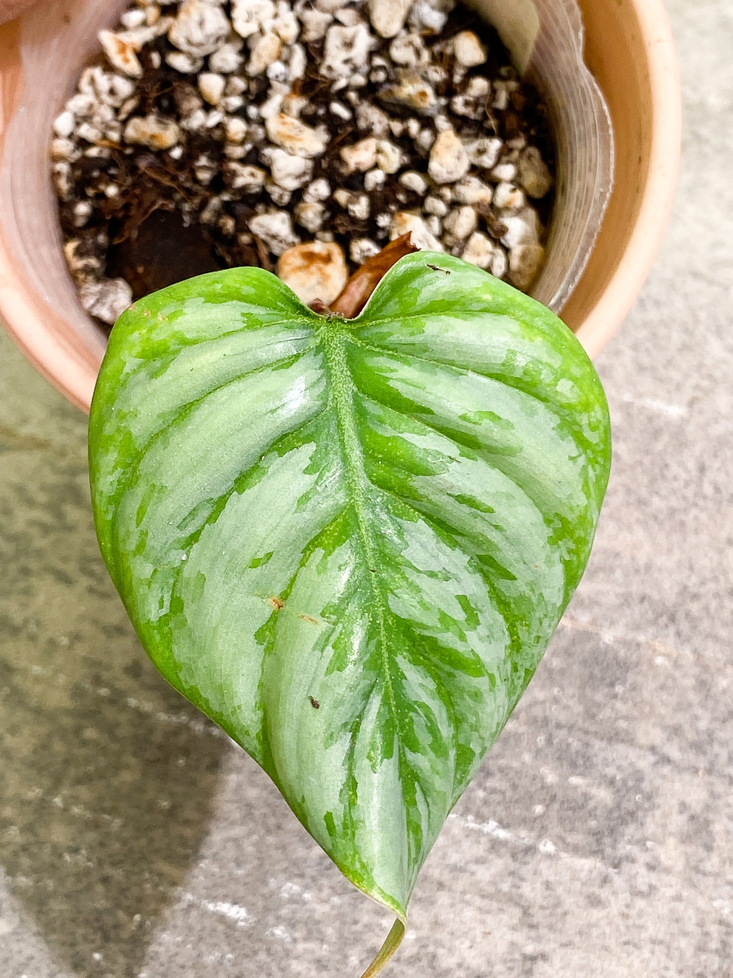 Philodendron Sodiroi 1 leaf slightly rooted