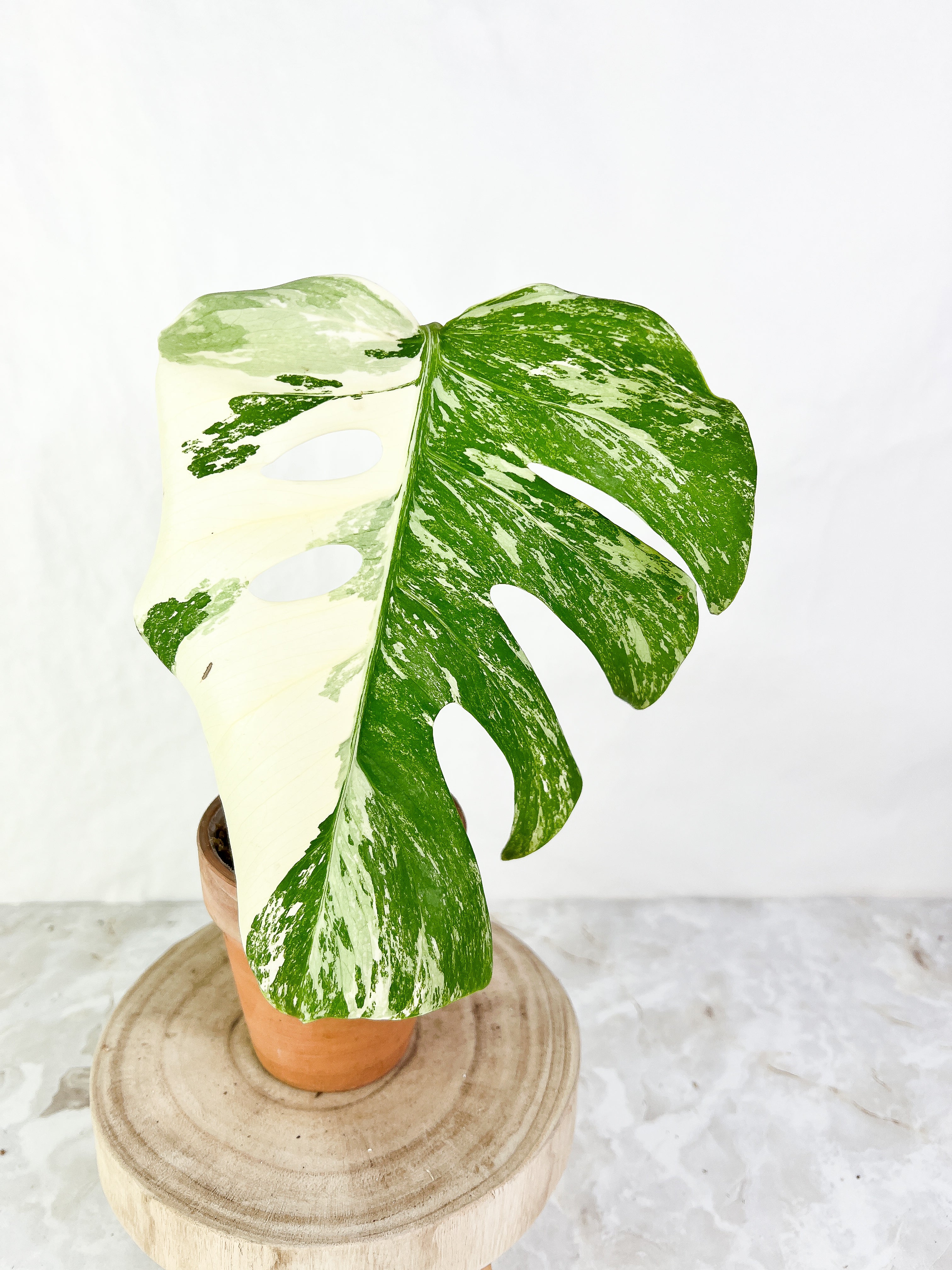 Monstera Albo variegata Rooting Top Cutting