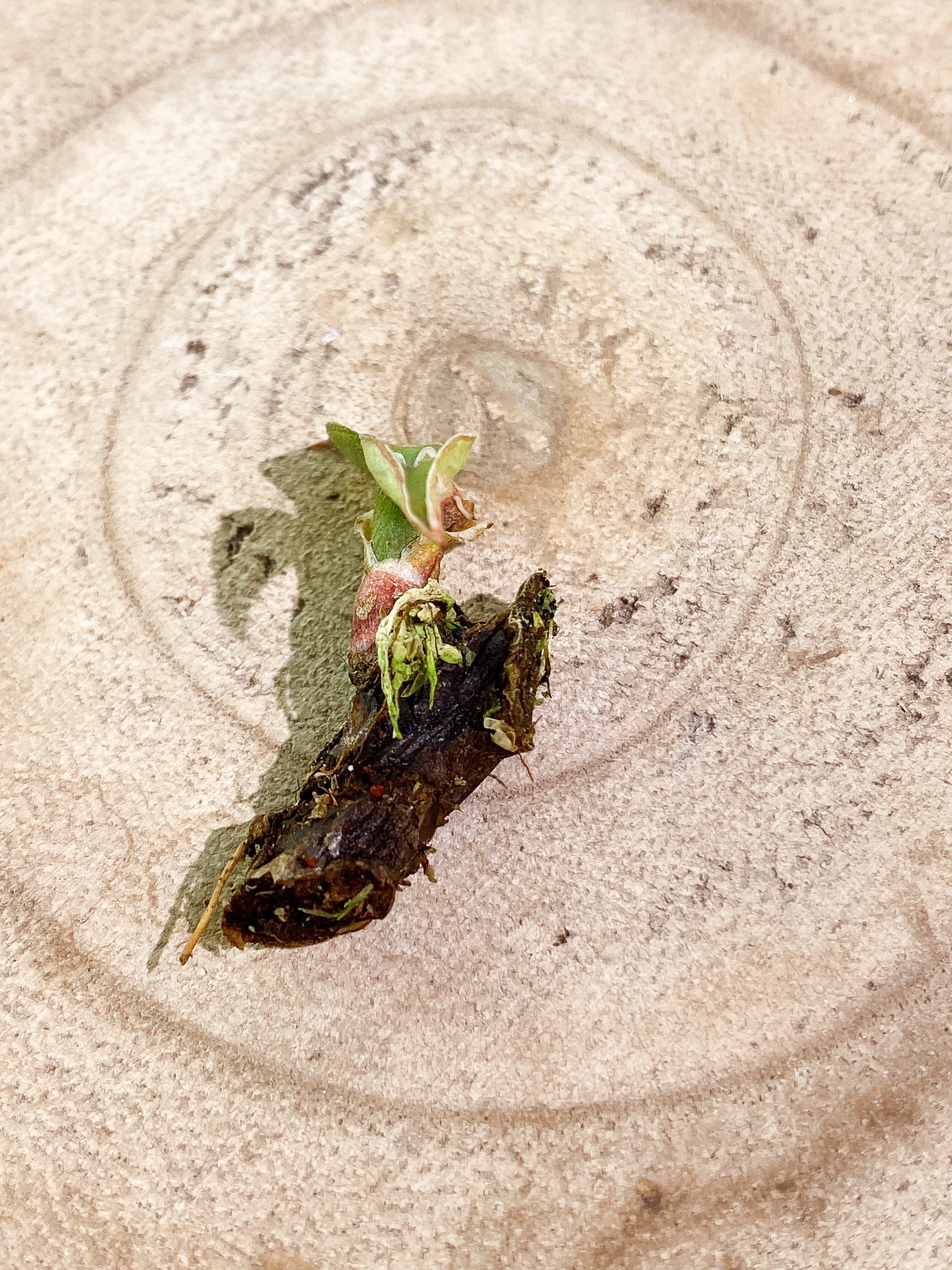 Philodendron White Knight node 2 baby leaves unrooted