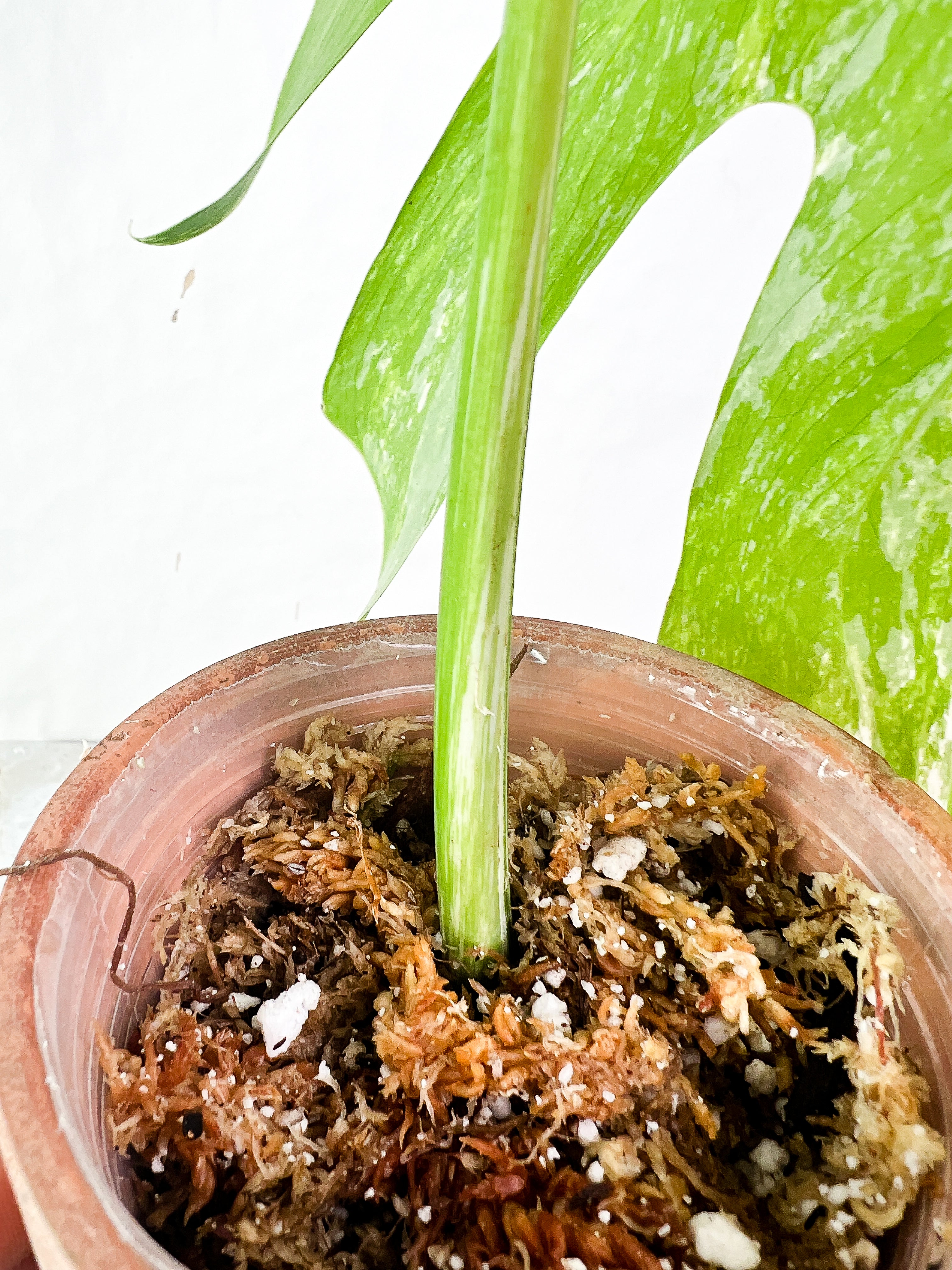 Monstera Albo variegata Rooting Top Cutting