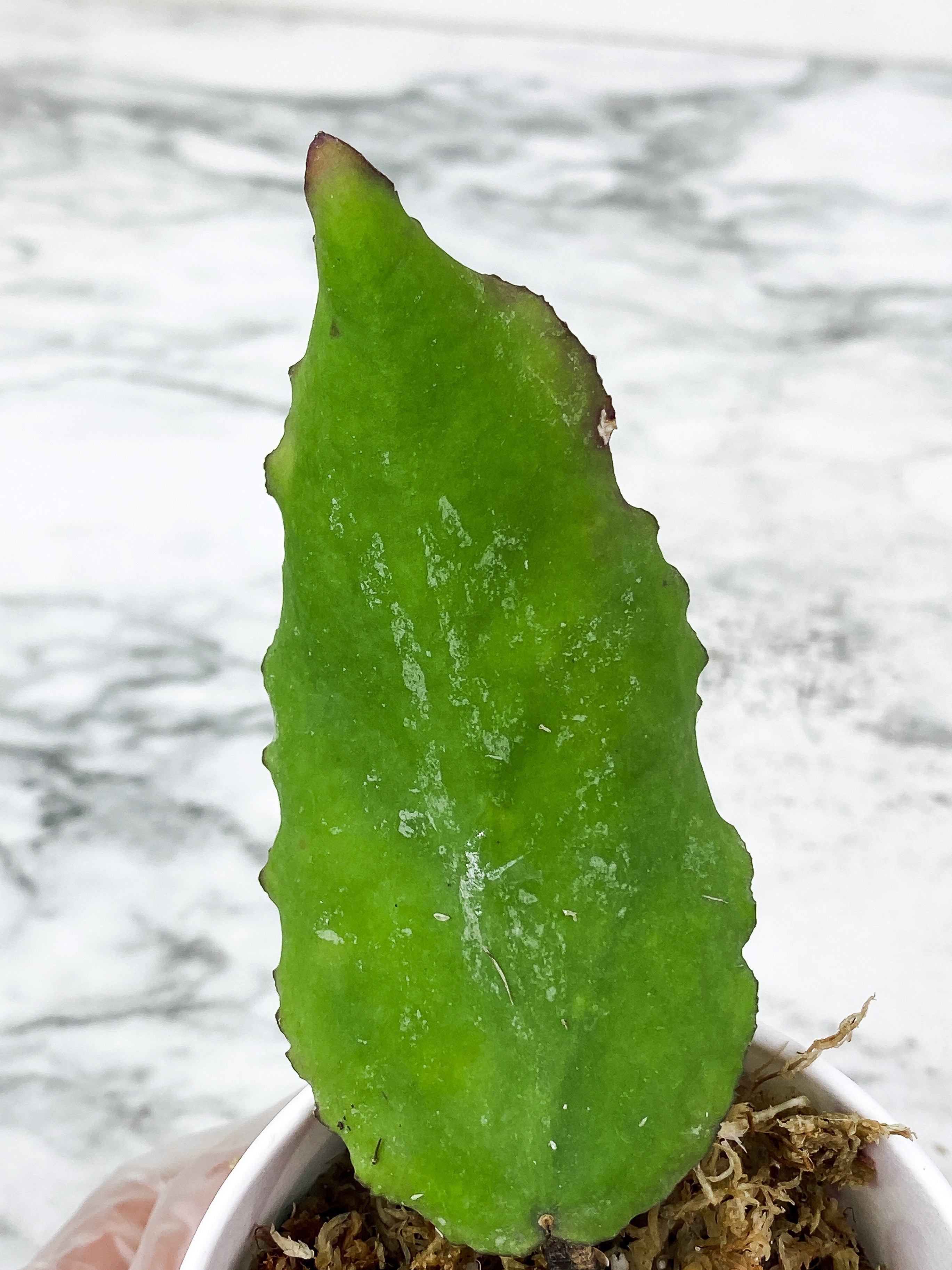 Hoya Caudata Big Green Leaf sunstressing rooted