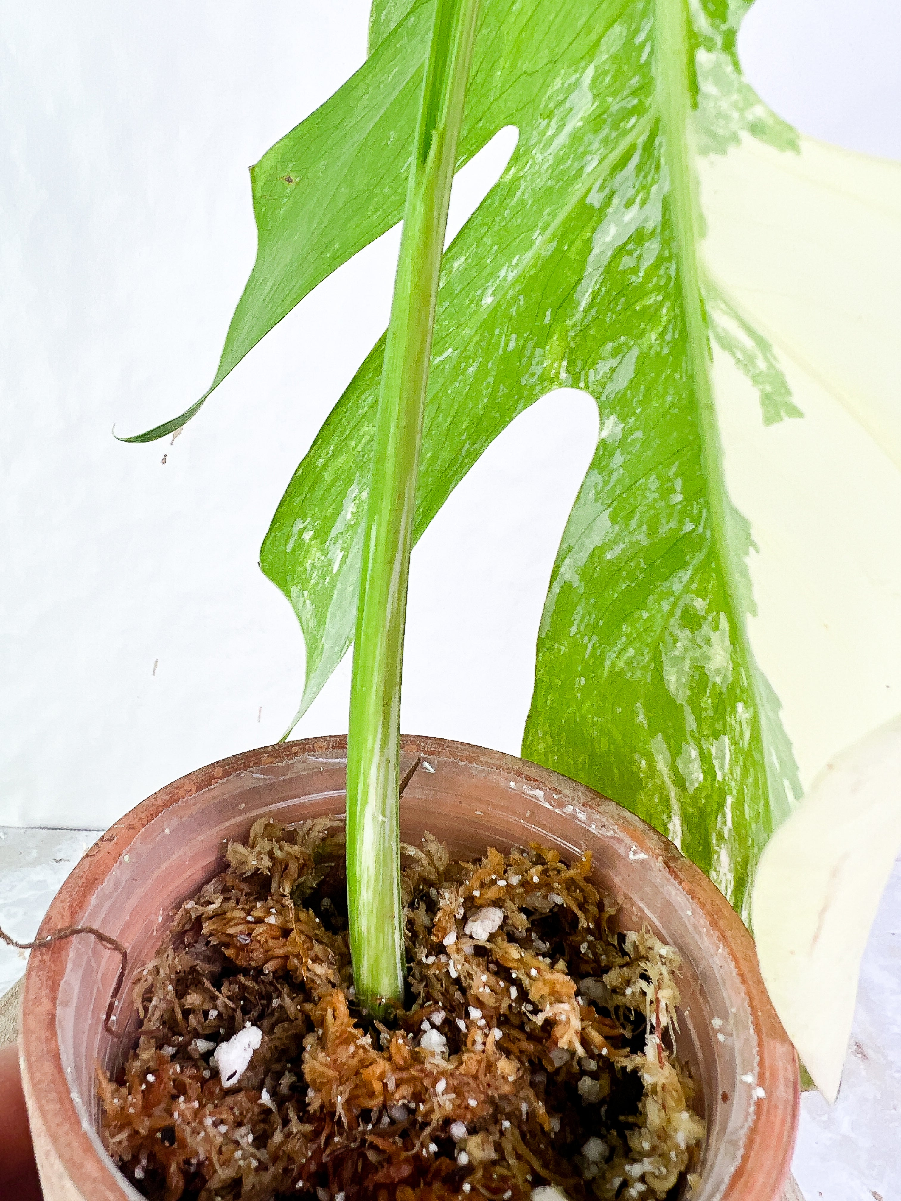 Monstera Albo variegata Rooting Top Cutting