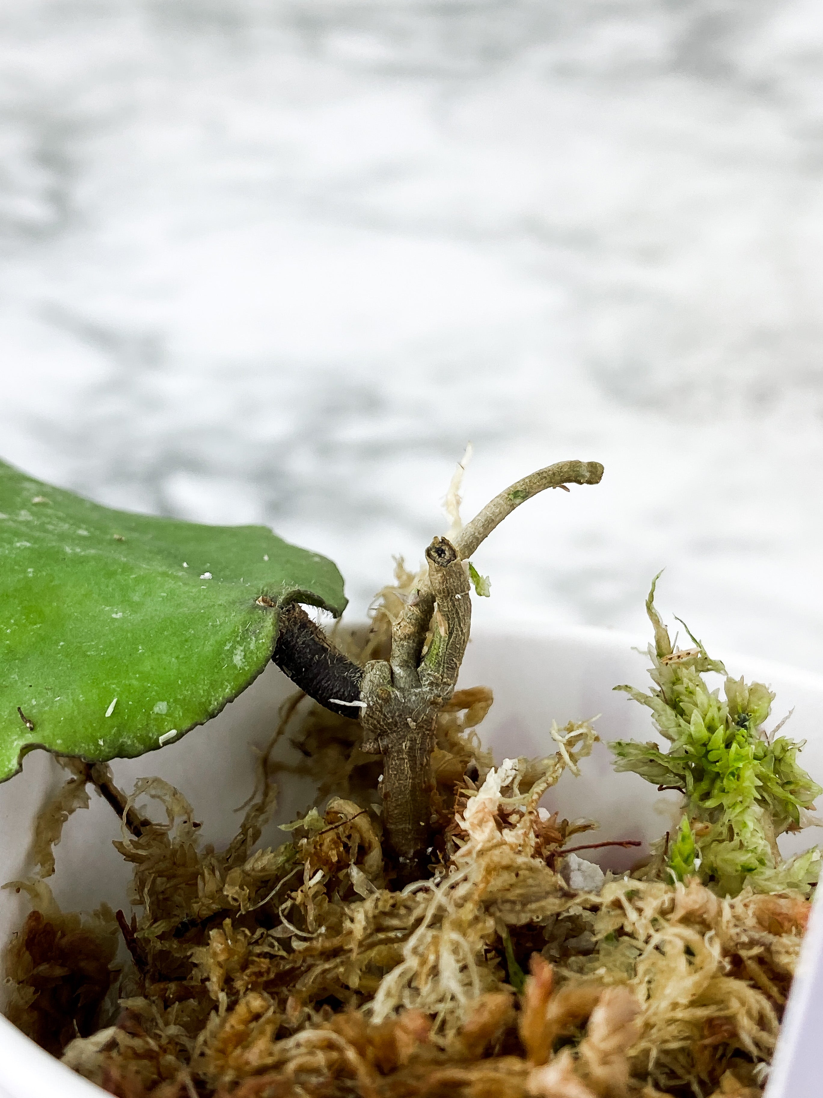 Hoya Caudata Big Green Leaf sunstressing rooted