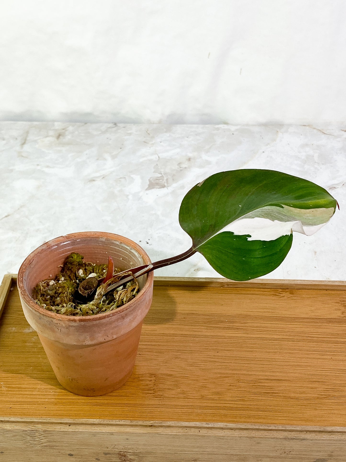 Philodendron White Knight tricolor cutting 1 leaf 1 sprout slightly rooted