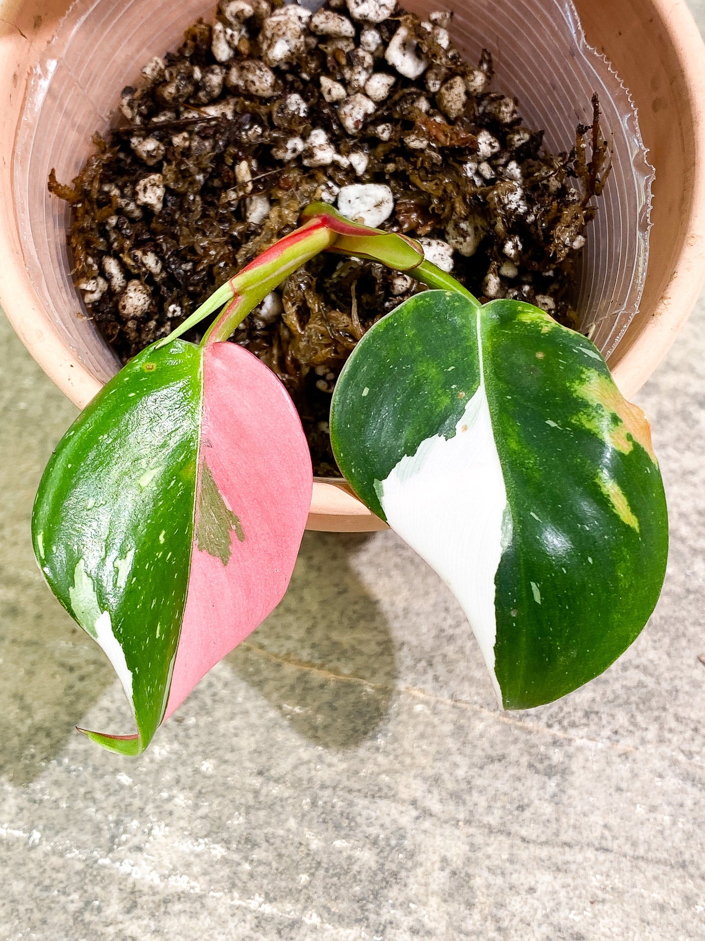 Philodendron white princess tricolor 2 leaves 1 sprout slightly rooted double node