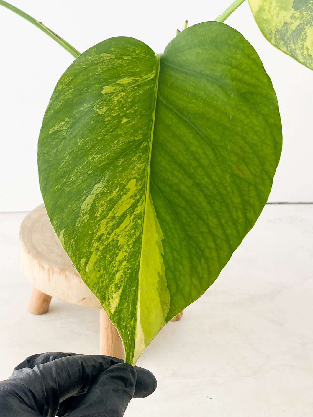 Monstera Aurea tricolor 3 leaves top cutting slightly rooted