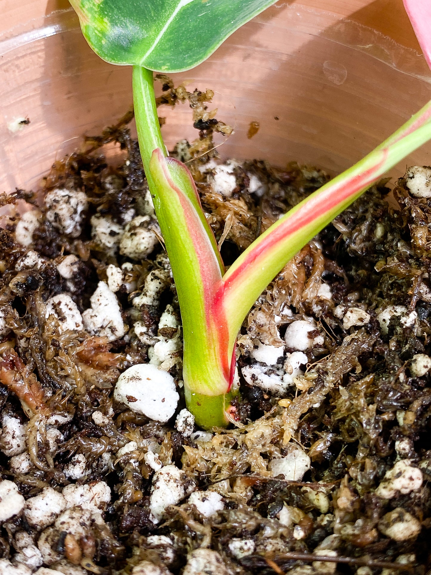 Philodendron white princess tricolor 2 leaves 1 sprout slightly rooted double node
