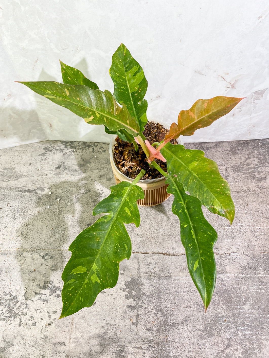 Philodendron Ring of Fire 7 leaves rooted in soil