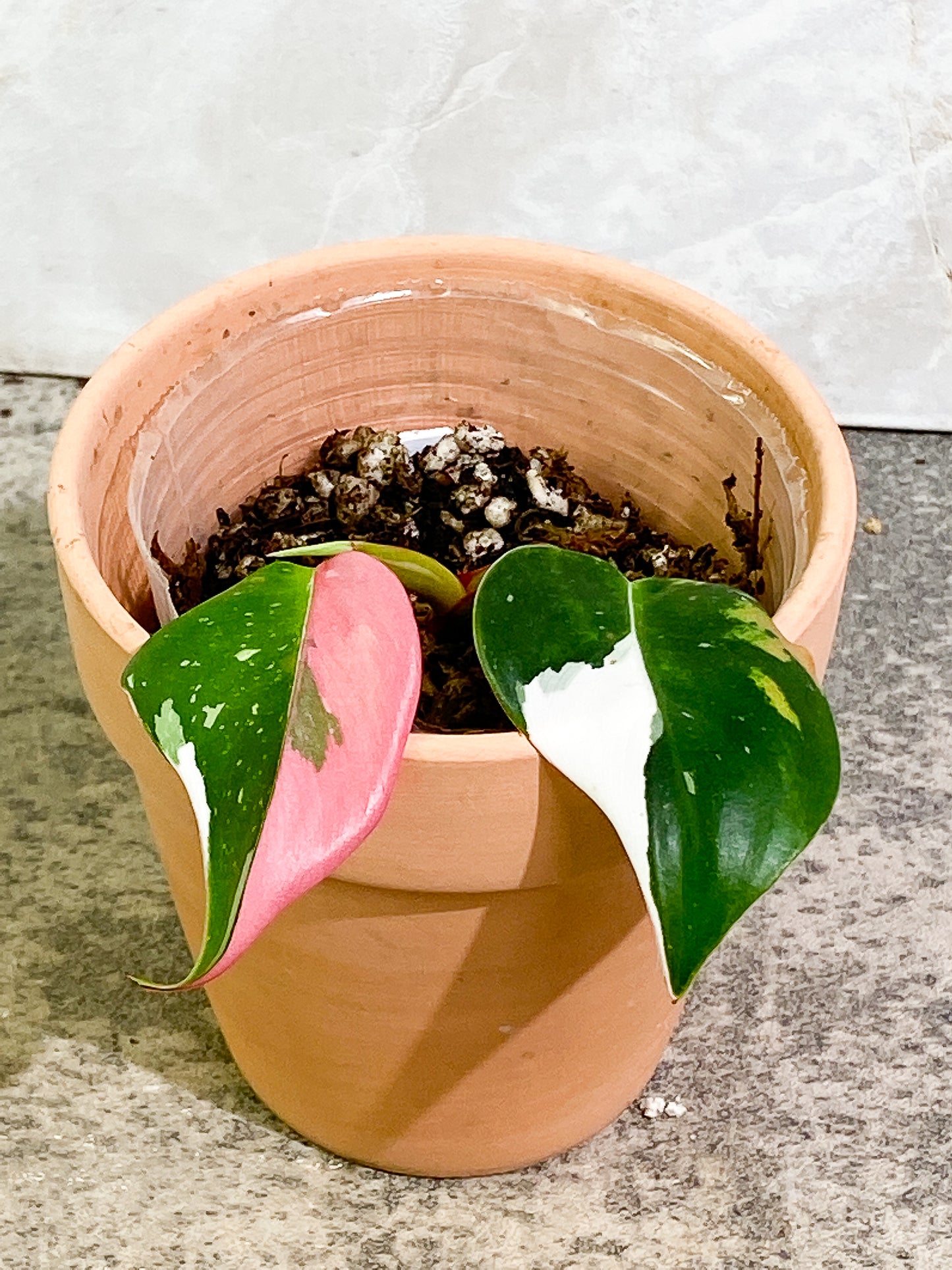 Philodendron white princess tricolor 2 leaves 1 sprout slightly rooted double node