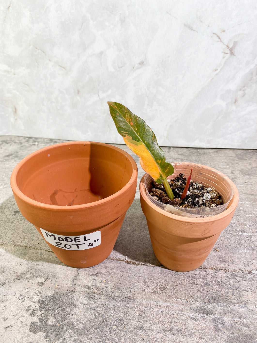 Philodendron  Ring of Fire  1 leaf 1 sprout rooting in soil