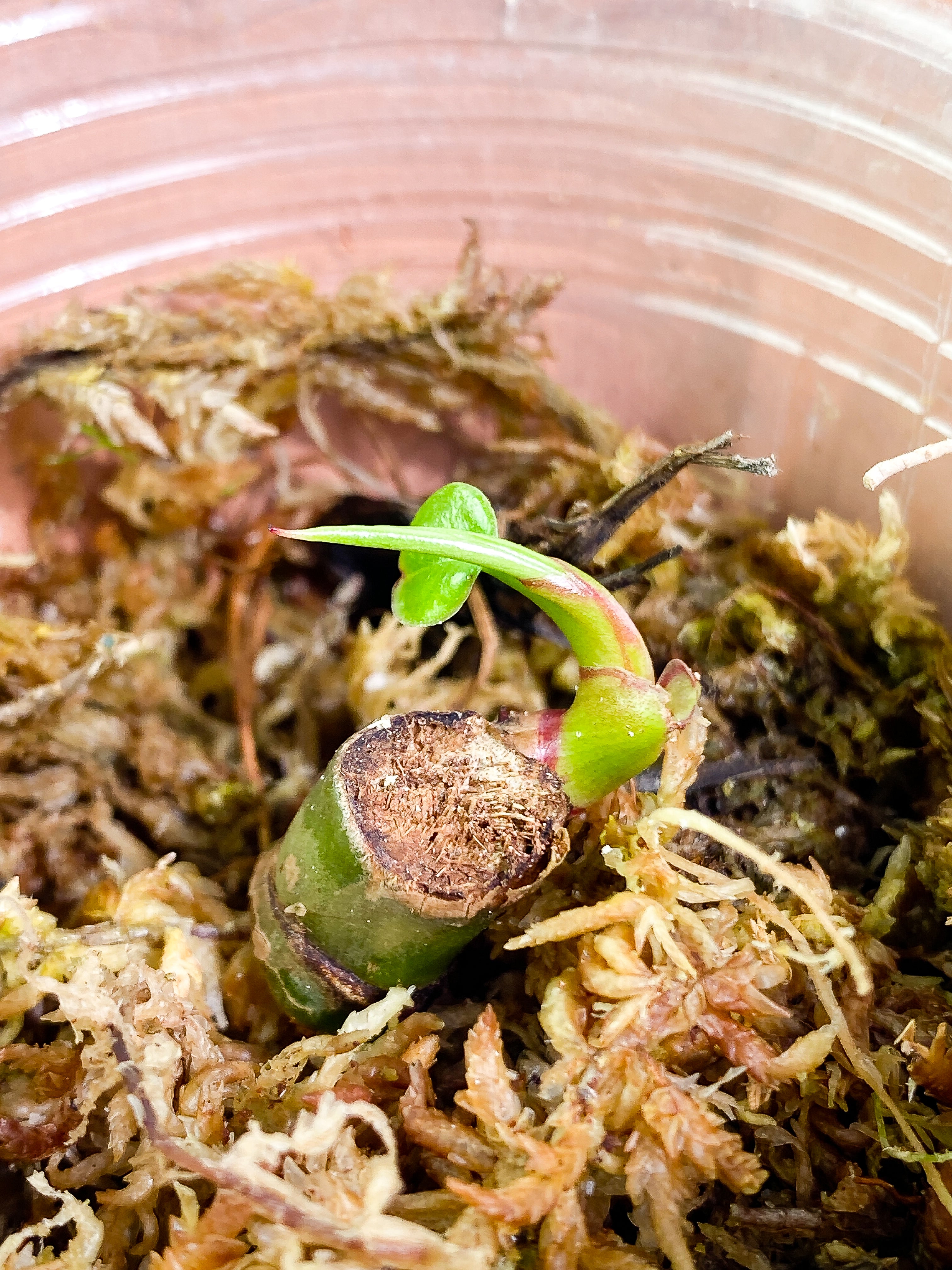 Philodendron White princess slightly rooted node 1 sprout