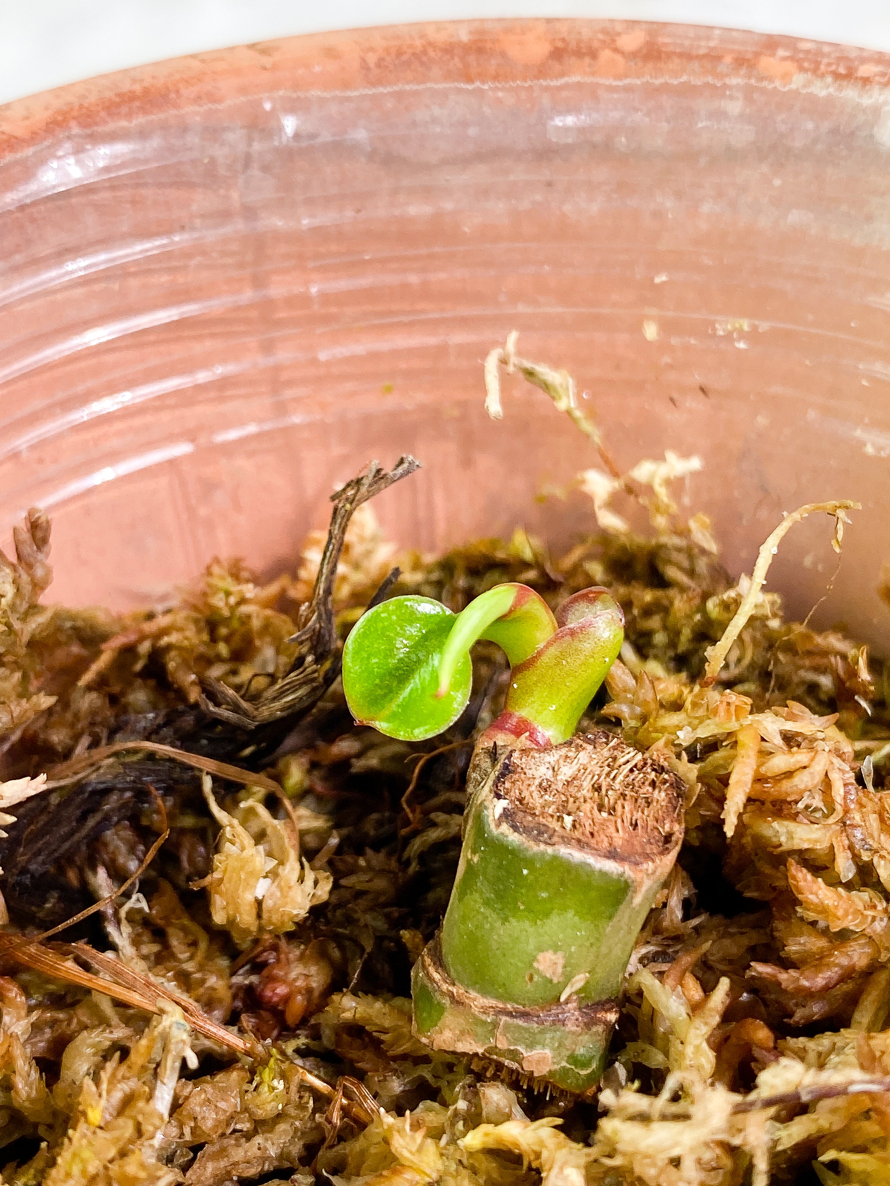 Philodendron White princess slightly rooted node 1 sprout