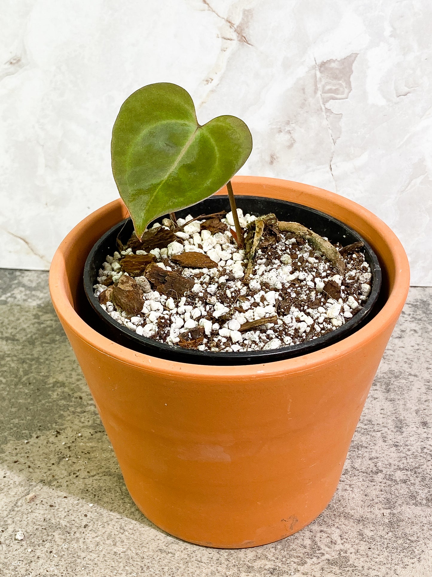 Anthurium Clarinervium x Papillilaminum 1 leaf 1 sprout fully rooted