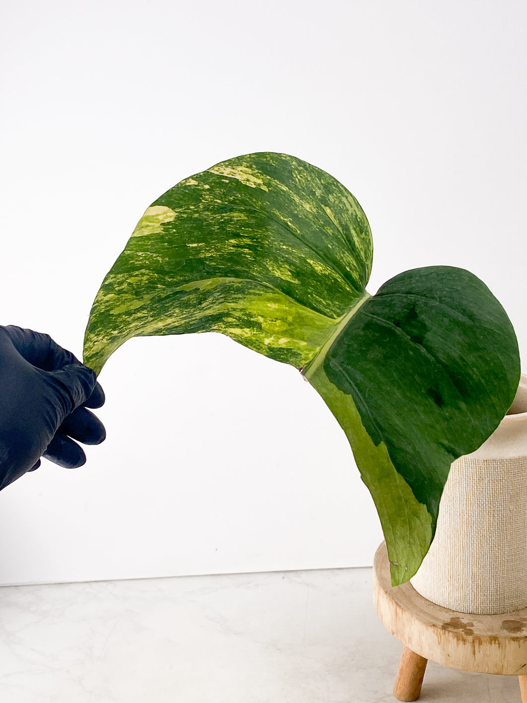 Monstera Aurea Tricolor 1 large leaf slightly rooted