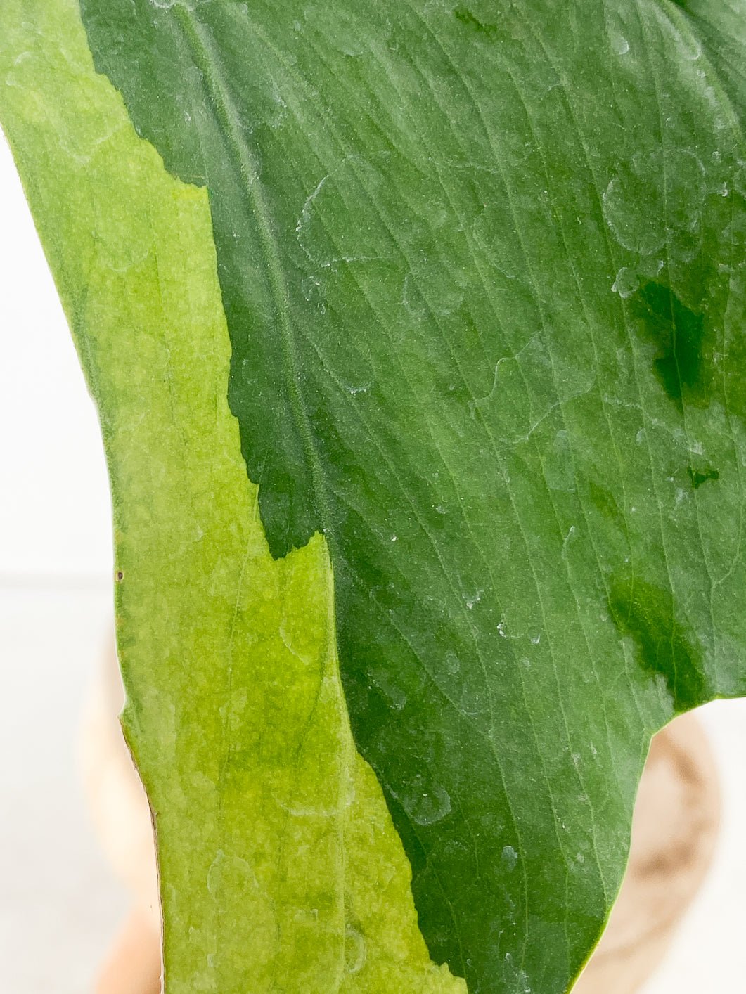 Monstera Aurea Tricolor 1 large leaf slightly rooted