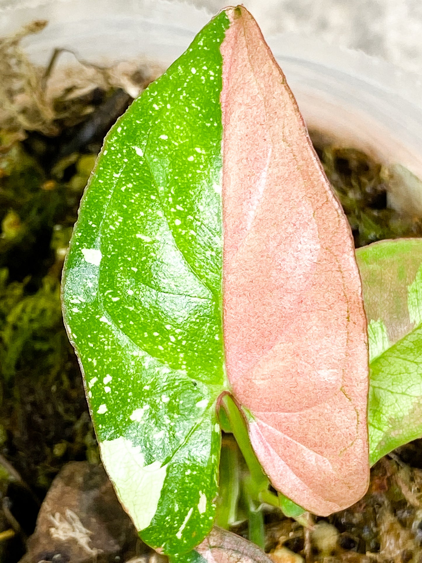 Syngonium Red Spot tricolor 4 leaves 1 sprout slightly rooted