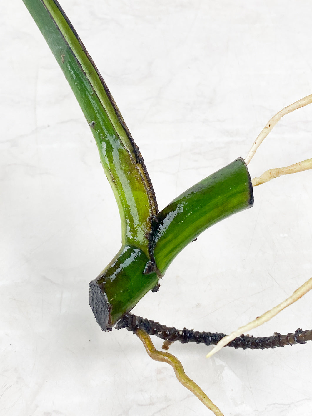 Monstera Aurea Tricolor 1 large leaf slightly rooted