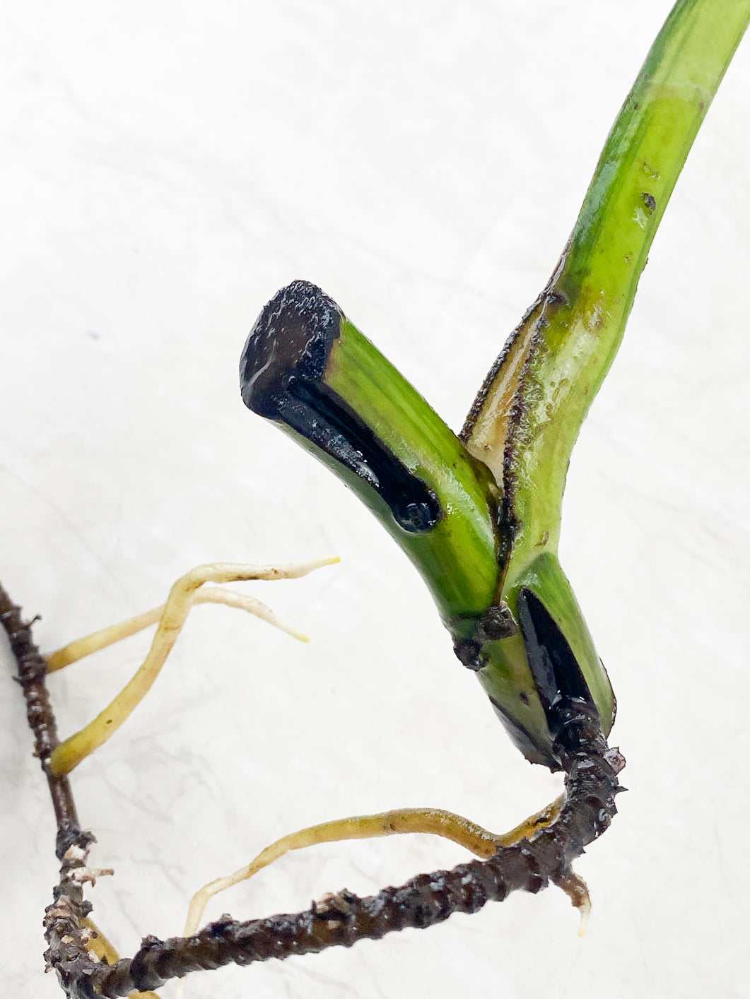 Monstera Aurea Tricolor 1 large leaf slightly rooted