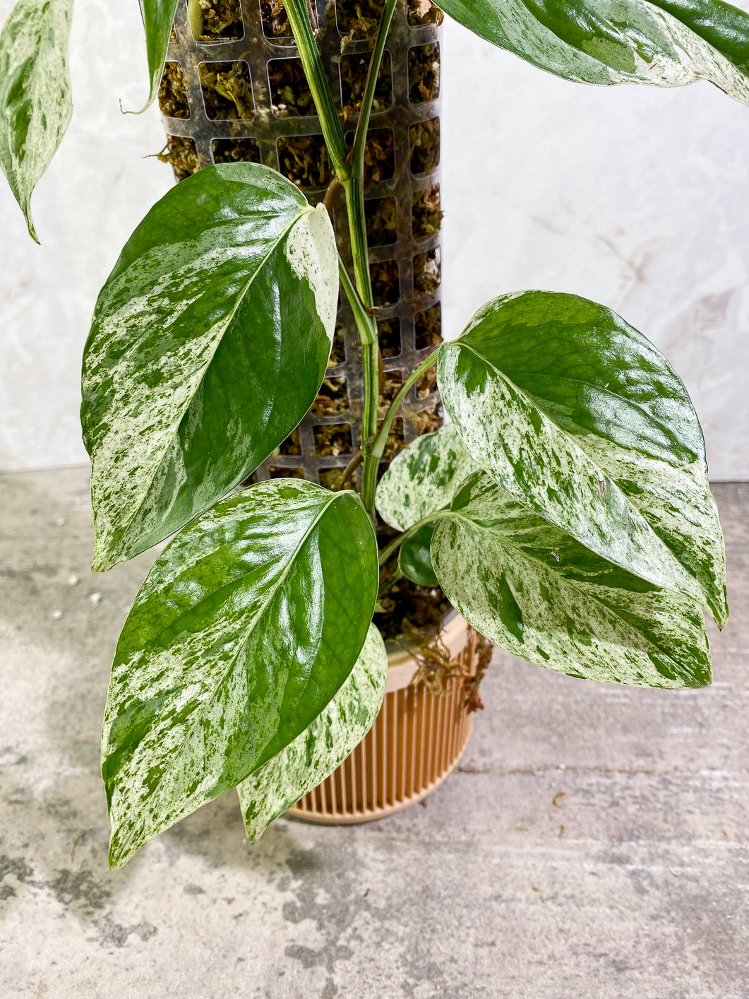 Epipremnum Pinnatum Marble full plant slightly rooted in moss