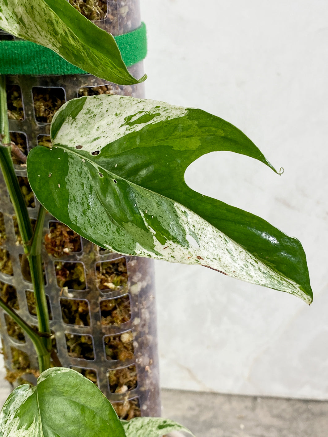 Epipremnum Pinnatum Marble full plant slightly rooted in moss