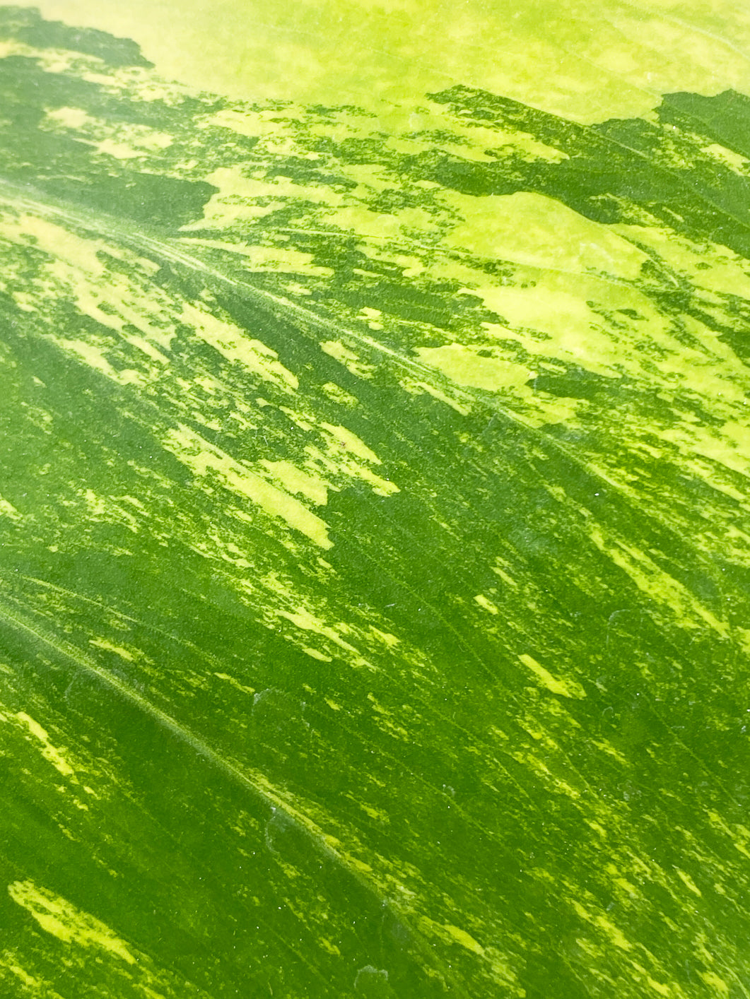 Monstera Aurea Tricolor 1 leaf slightly rooted