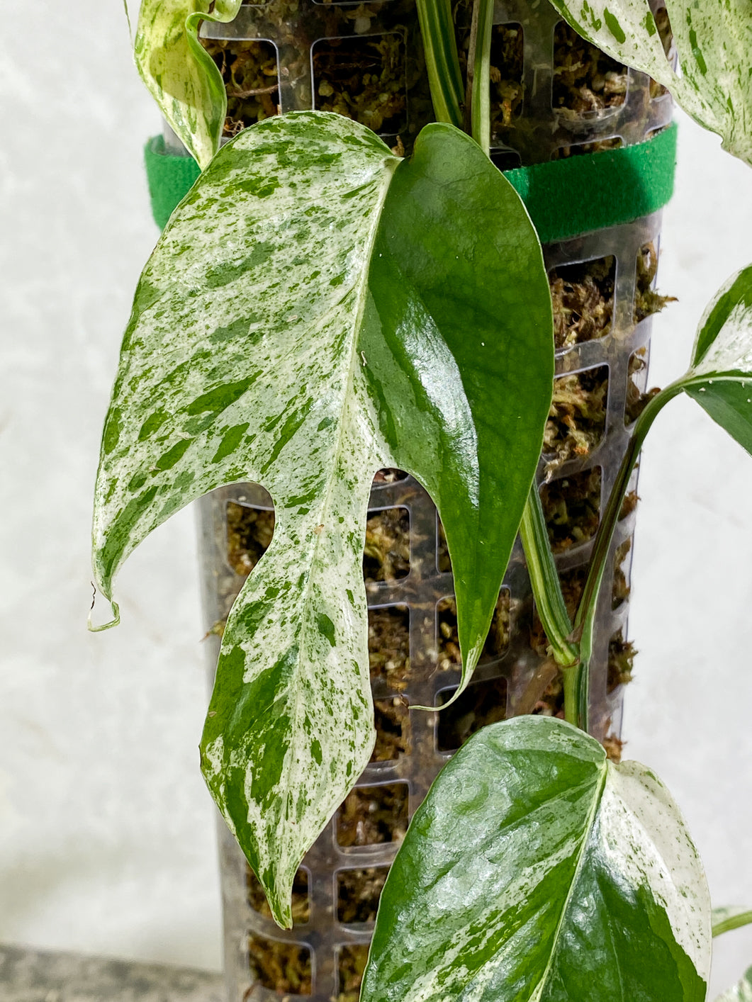 Epipremnum Pinnatum Marble full plant slightly rooted in moss