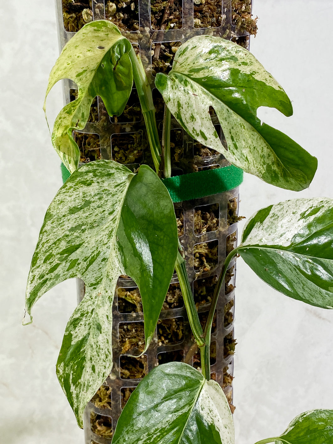 Epipremnum Pinnatum Marble full plant slightly rooted in moss