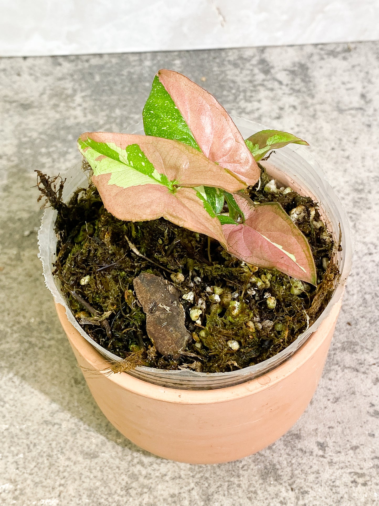 Syngonium Red Spot tricolor 4 leaves 1 sprout slightly rooted