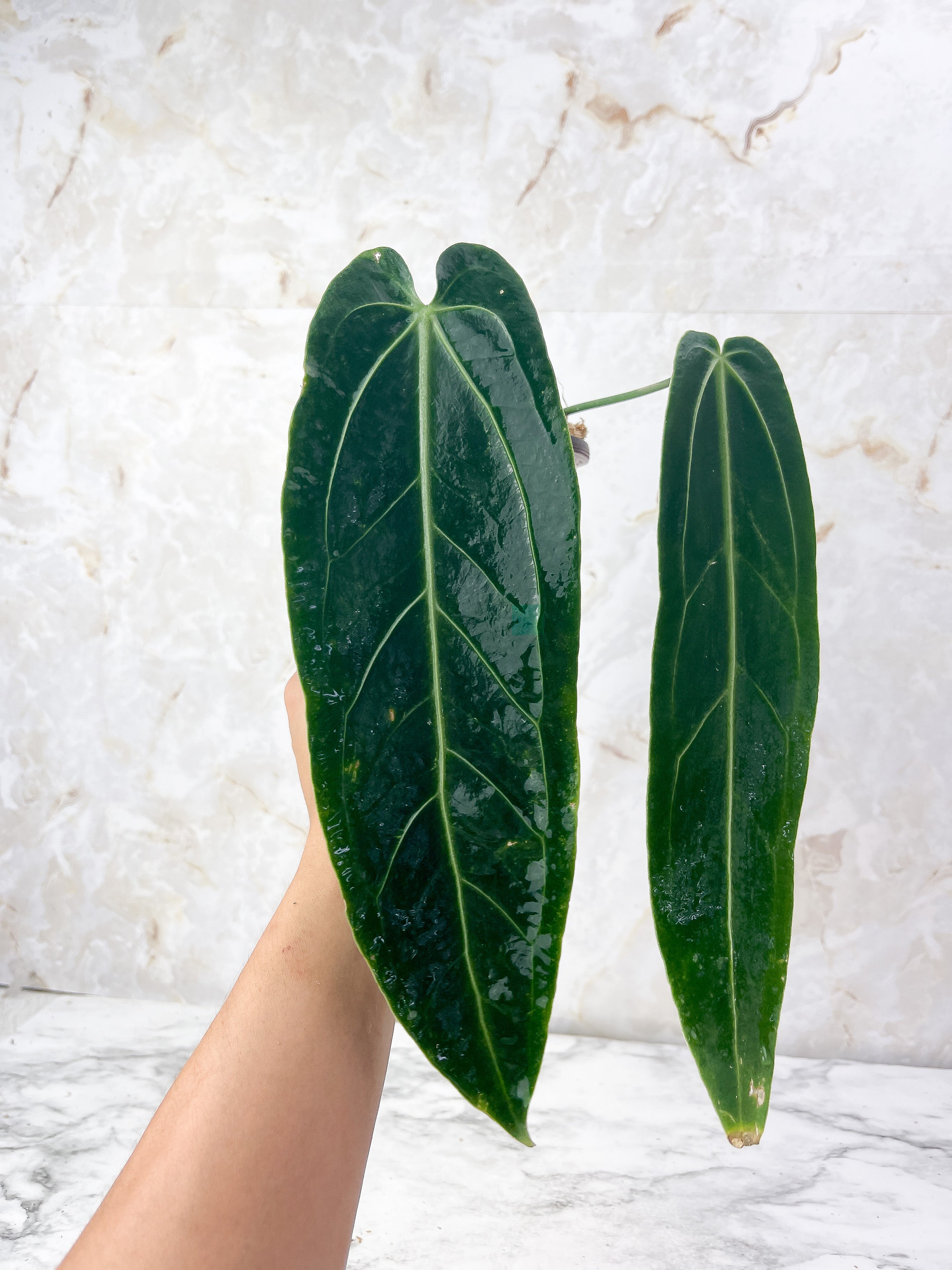 Anthurium Waroqueanum Dark and narrow  Rooted