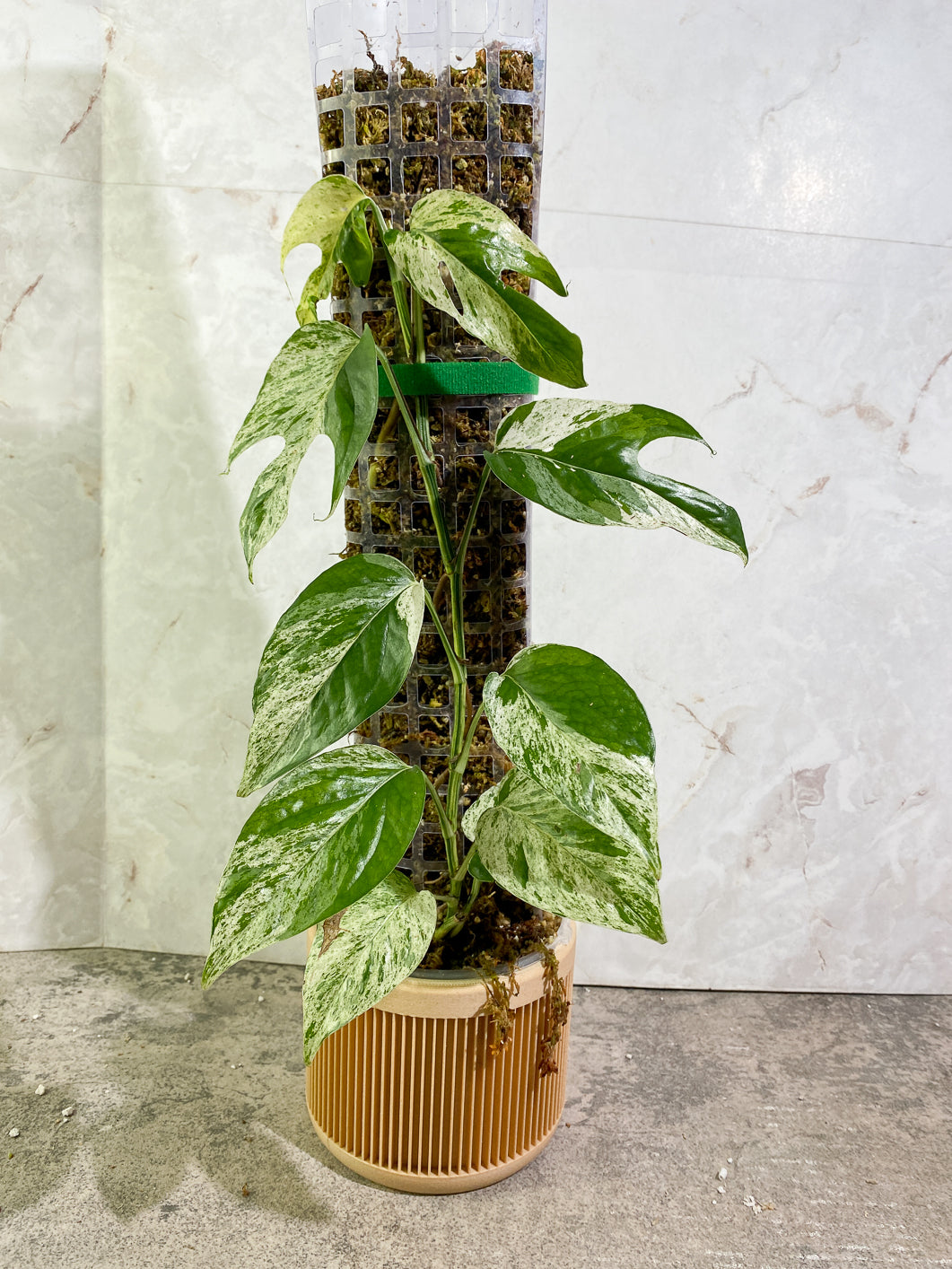 Epipremnum Pinnatum Marble full plant slightly rooted in moss