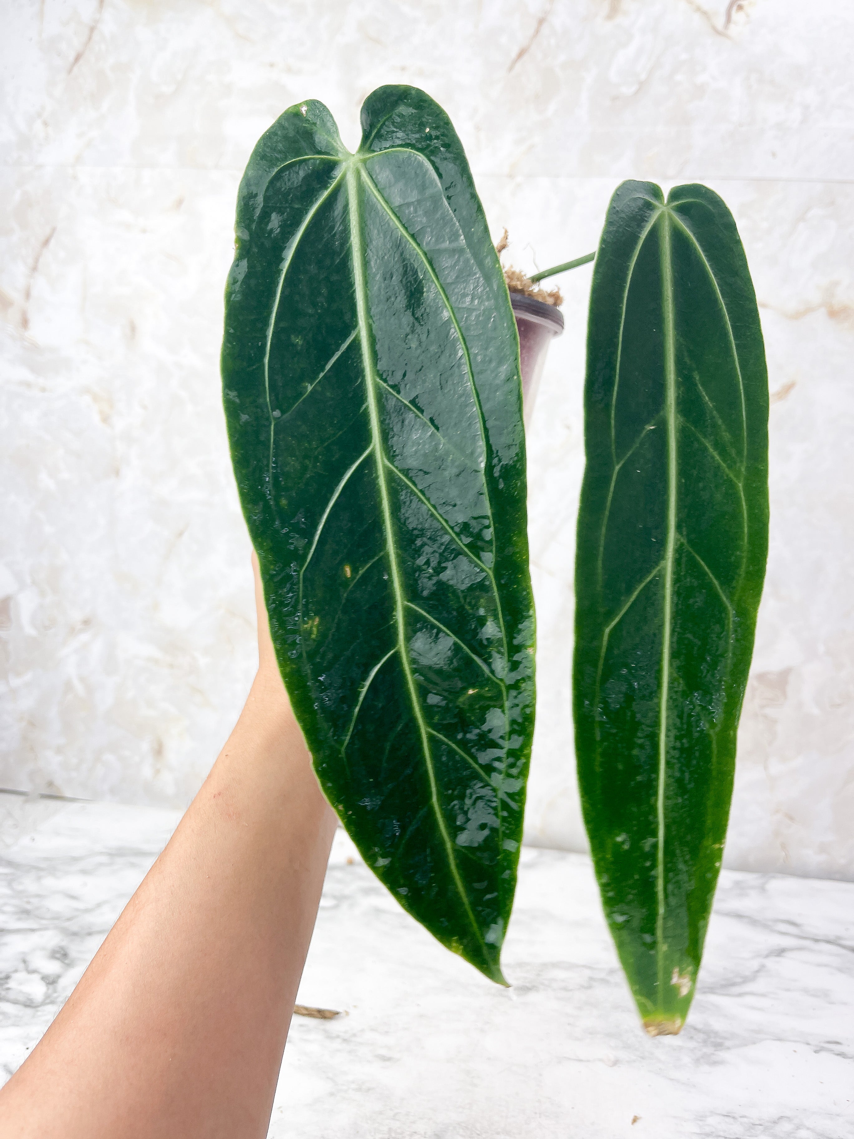 Anthurium Waroqueanum Dark and narrow  Rooted